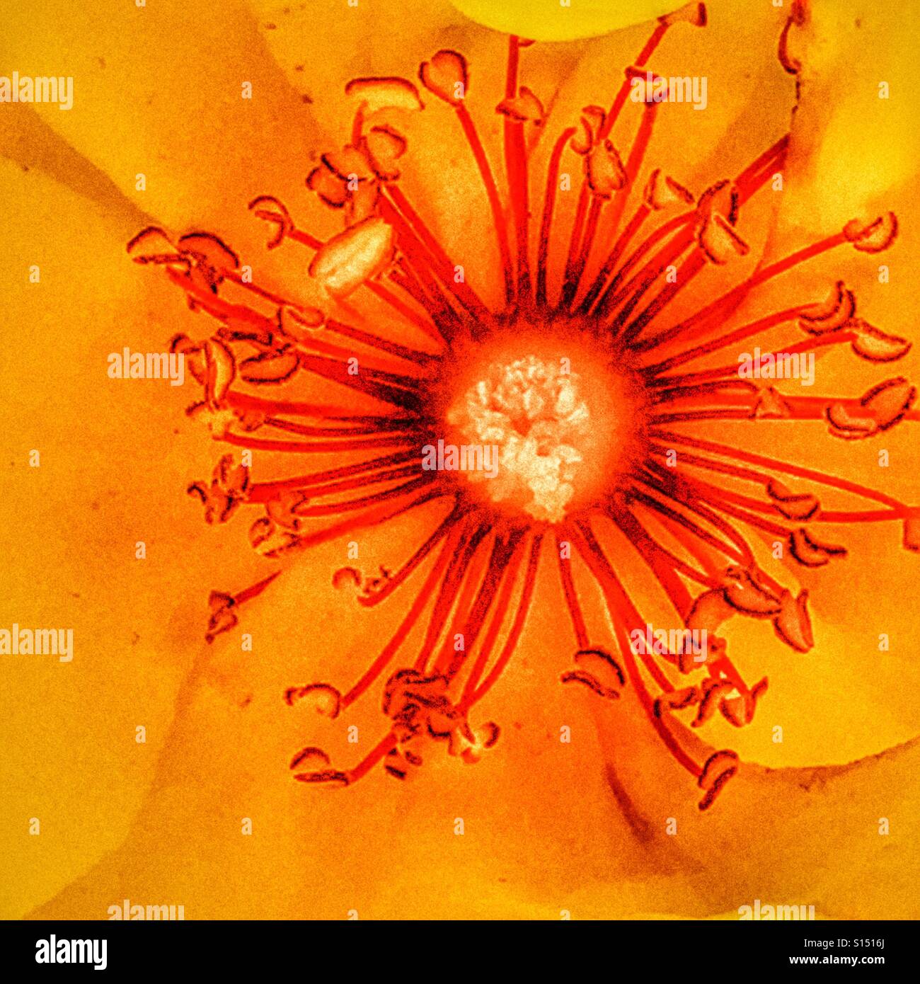 Yellow rose, macro - Smartphone Captured Stock Image