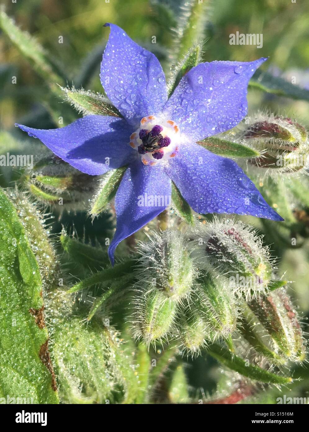Patterns in Nature - Borage or starflower. Bright blue flower and hairy flower buds with dew drops on a bright morning Stock Photo