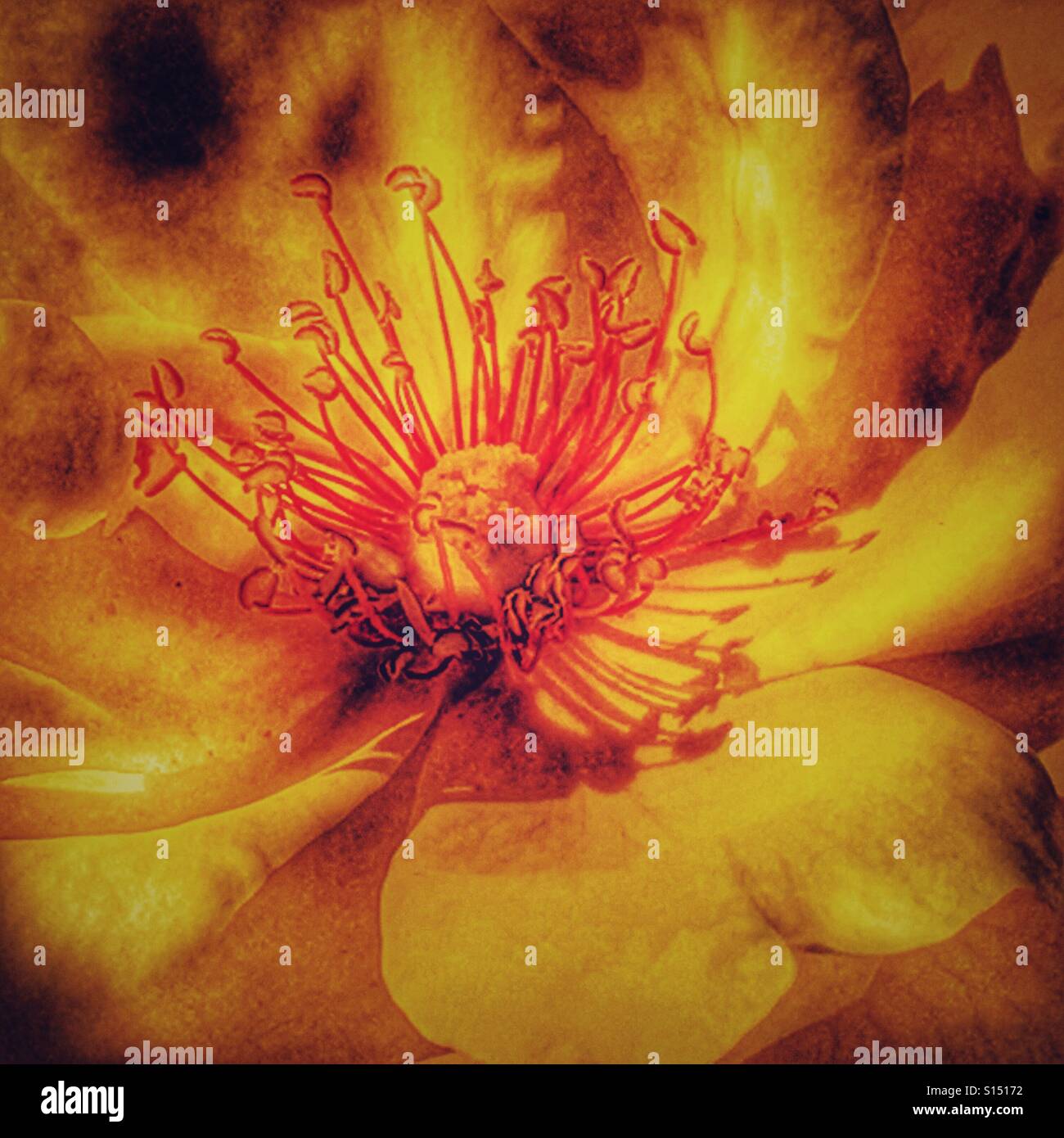 Beautiful yellow rose, close up - Smartphone Captured Stock Image