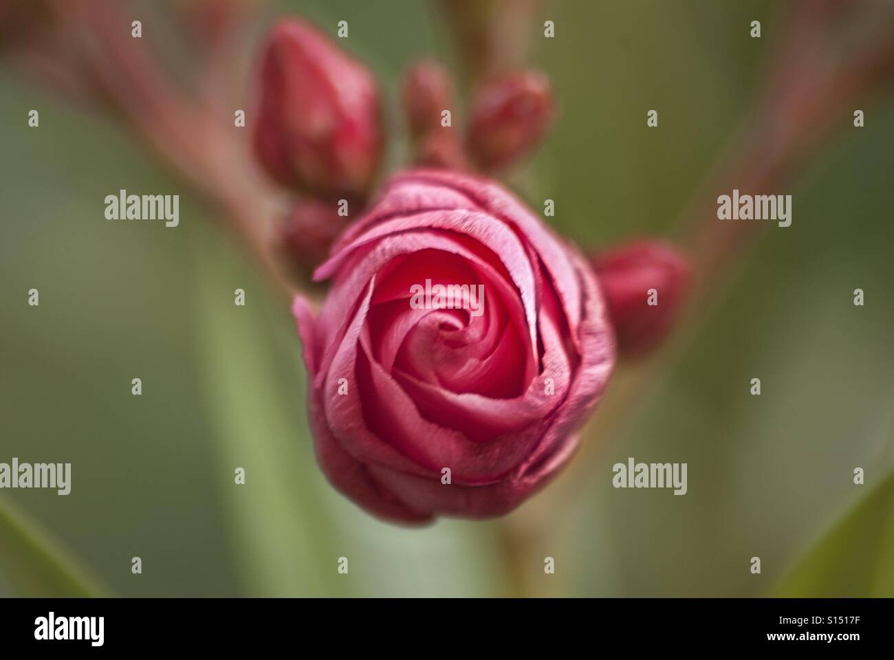 A rosebud opening Stock Photo Alamy