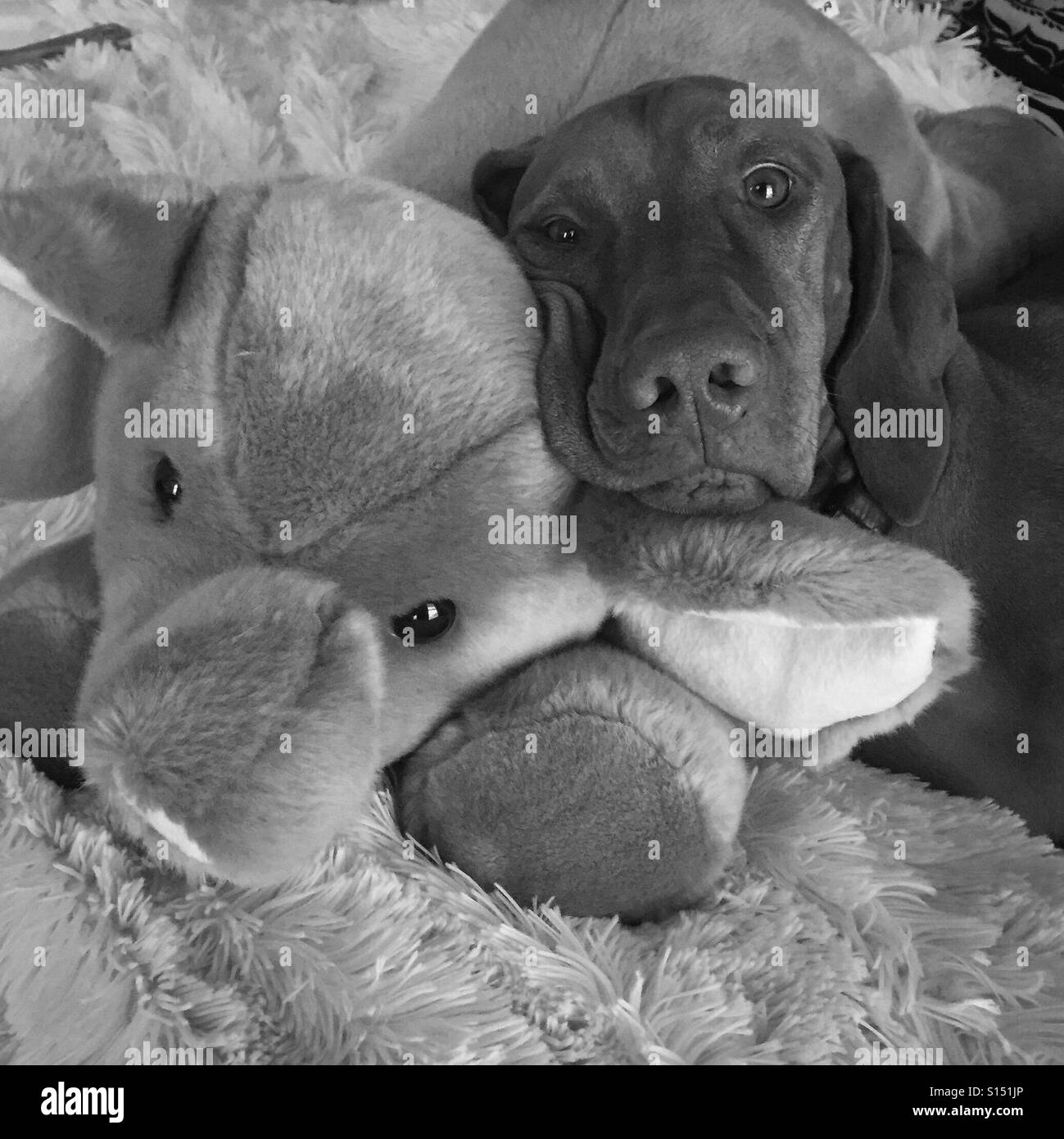 Dog cuddling with stuffed animal Stock Photo