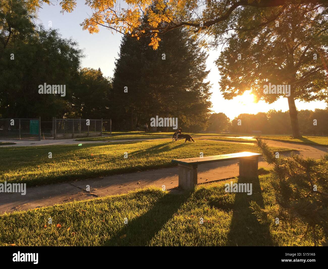 A golden park bench during magic hour with dogs playing in the background. Stock Photo