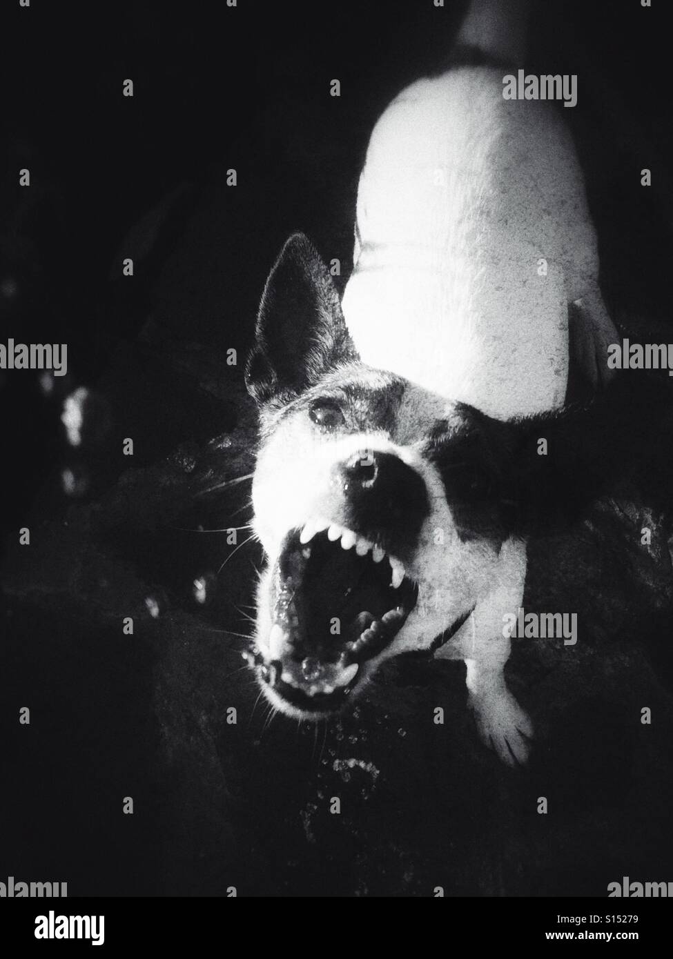 Dog baring her teeth while looking at the camera. In black and whit. Stock Photo