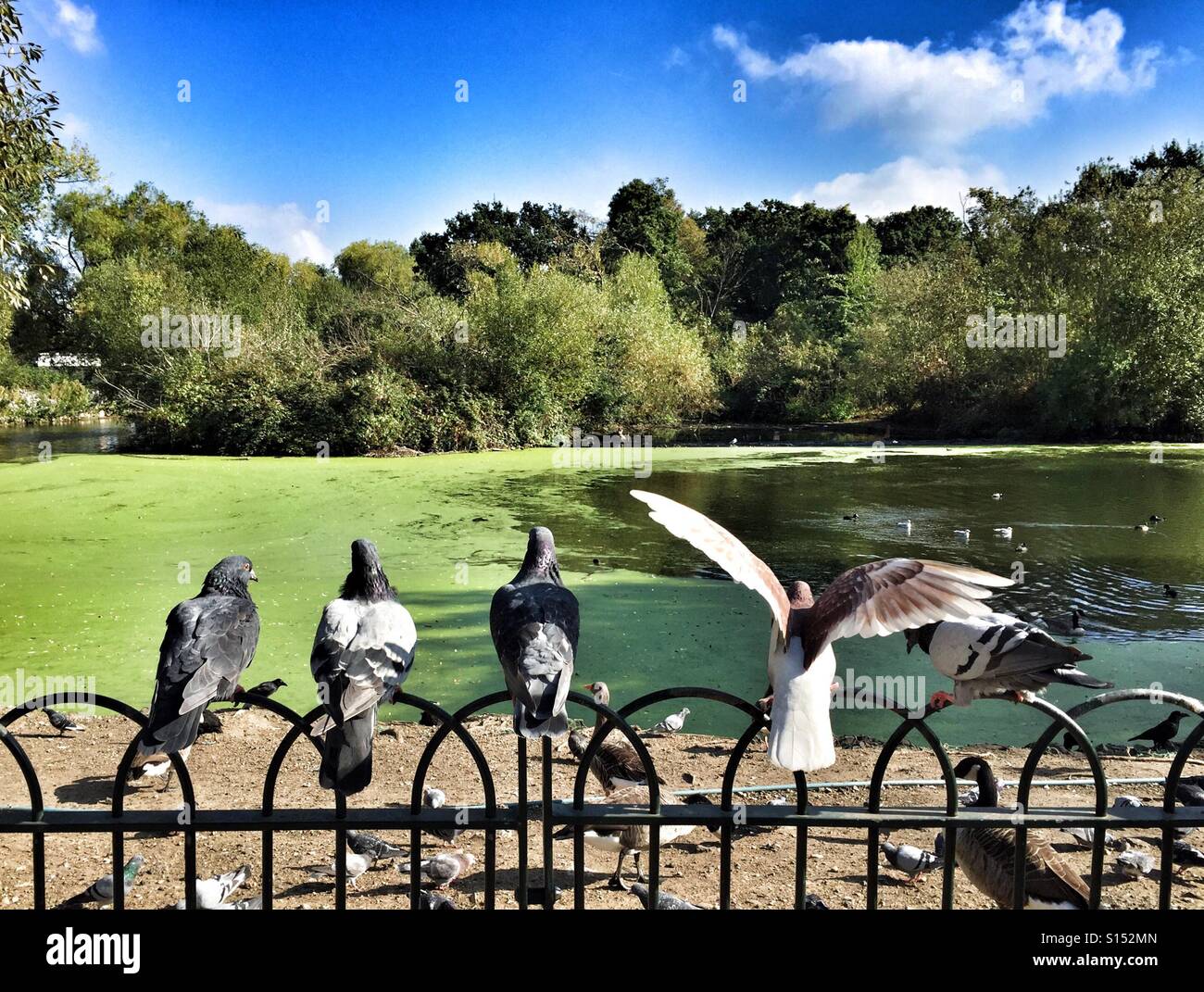 Pigeons on a fence in Finsbury Park looking out over the lake on a sunny autumn afternoon - Smartphone Captured Stock Image