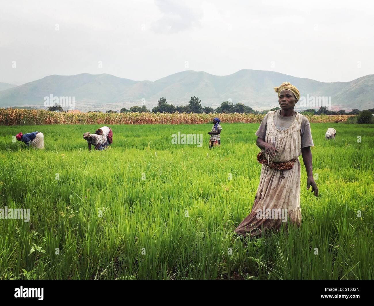 Ladies in rice field kasese Uganda Stock Photo