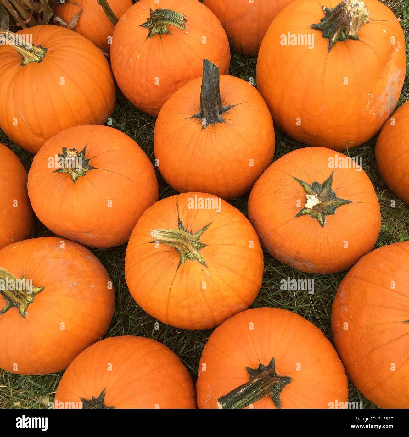 Group of pumpkins - Smartphone Captured Stock Image