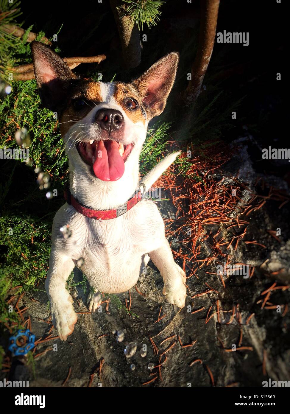 Happy dog with big smile looking at the camera - Smartphone Captured Stock Image