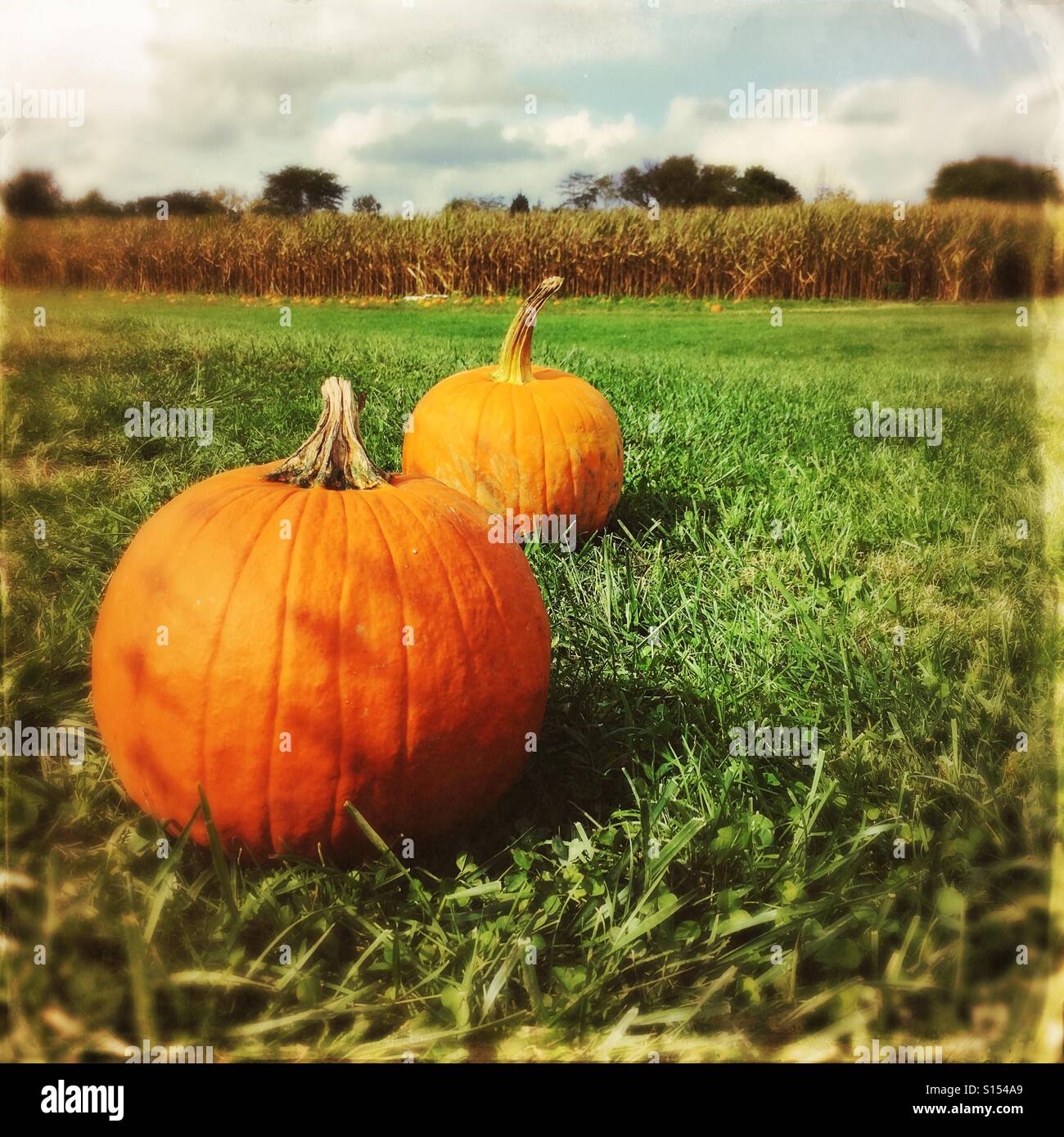 Two pumpkins sitting on the ground with a cornfield in the background. - Smartphone Captured Stock Image