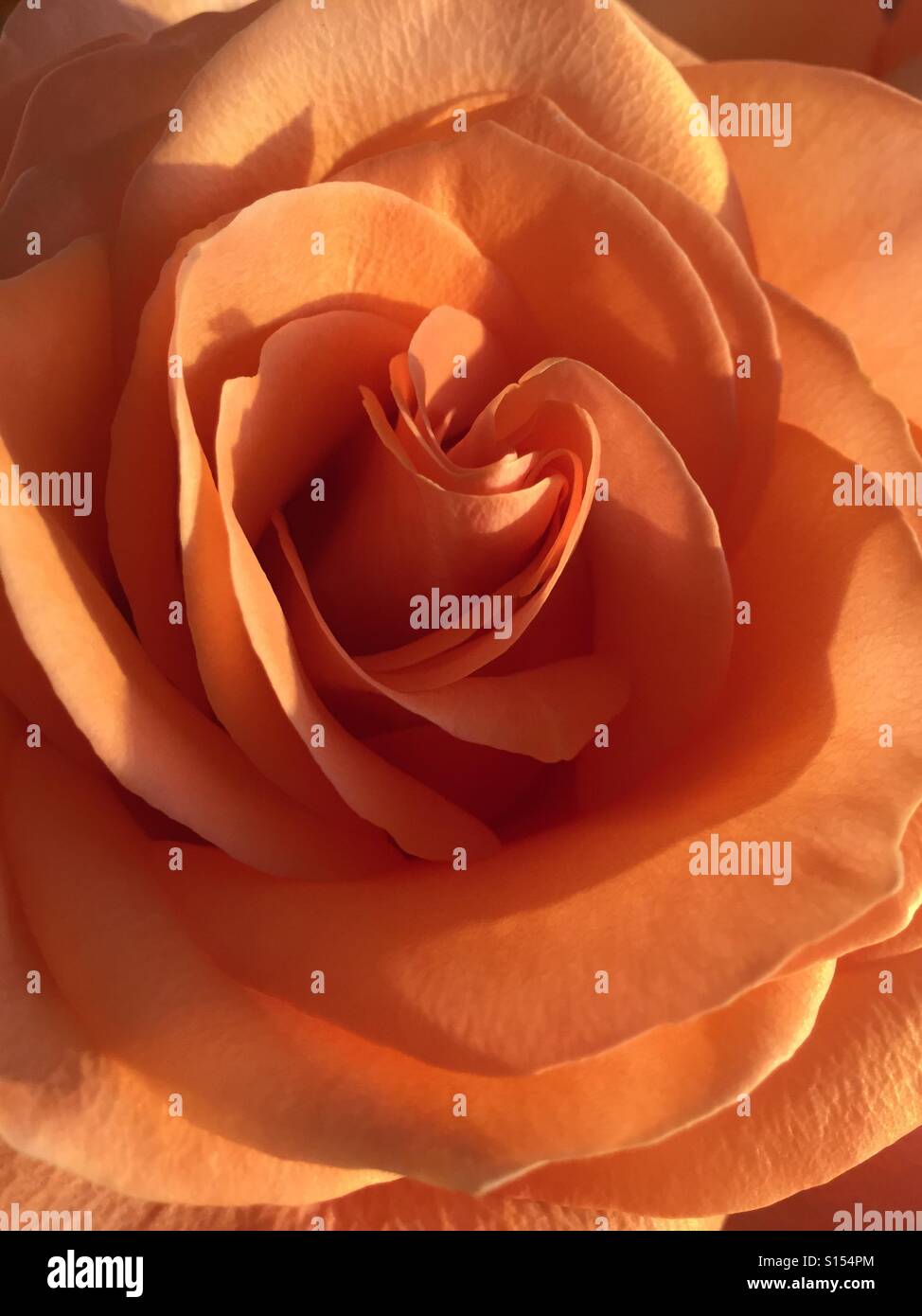 A beautiful peach rose Stock Photo Alamy