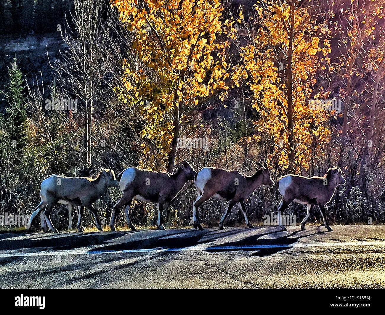 Rocky Mountain sheep on the road with the morning sun defining their forms with a silver lining. - Smartphone Captured Stock Image