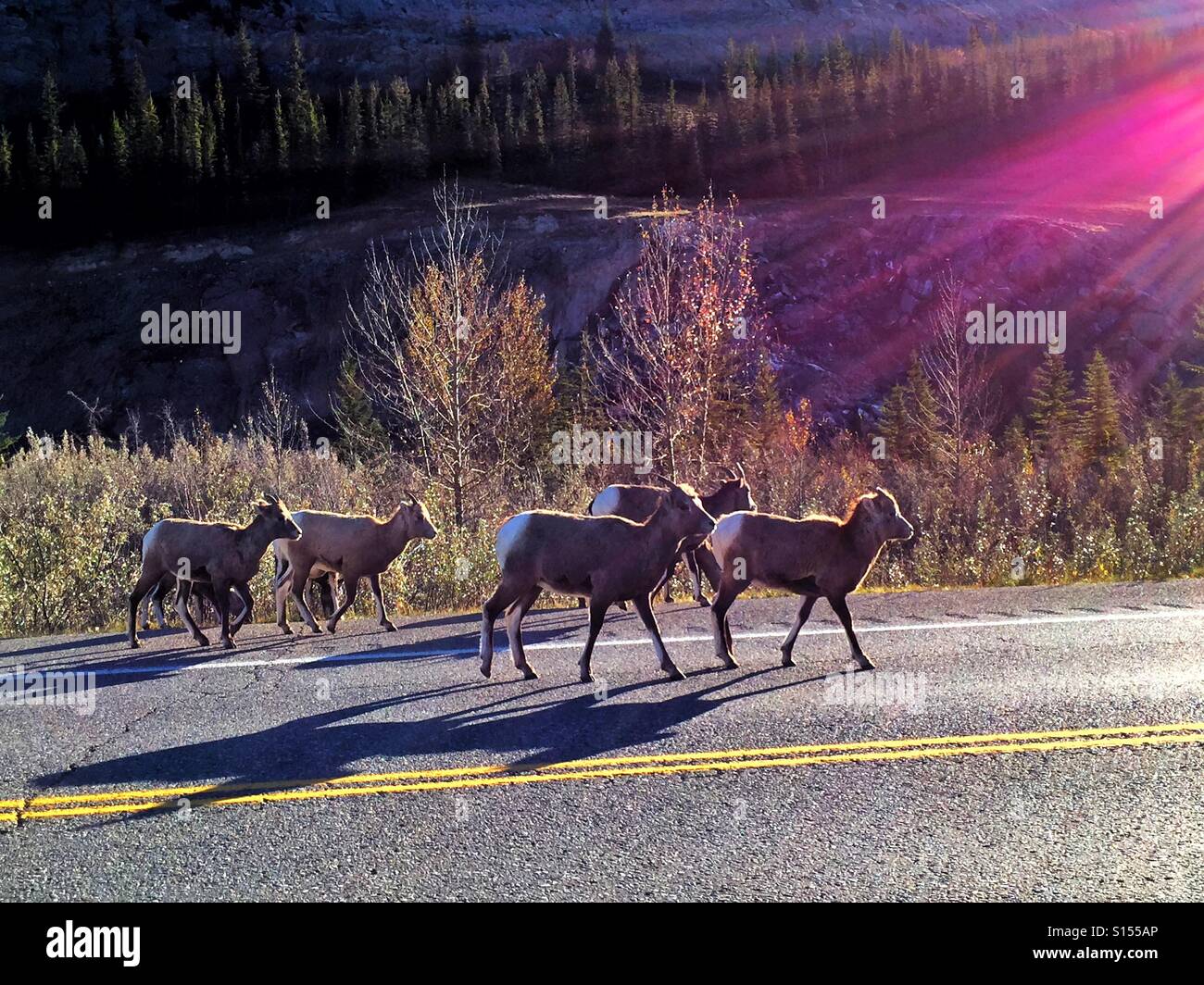 Rocky Mountain sheep on the road with the morning sun delineating their forms with a silver lining. - Smartphone Captured Stock Image