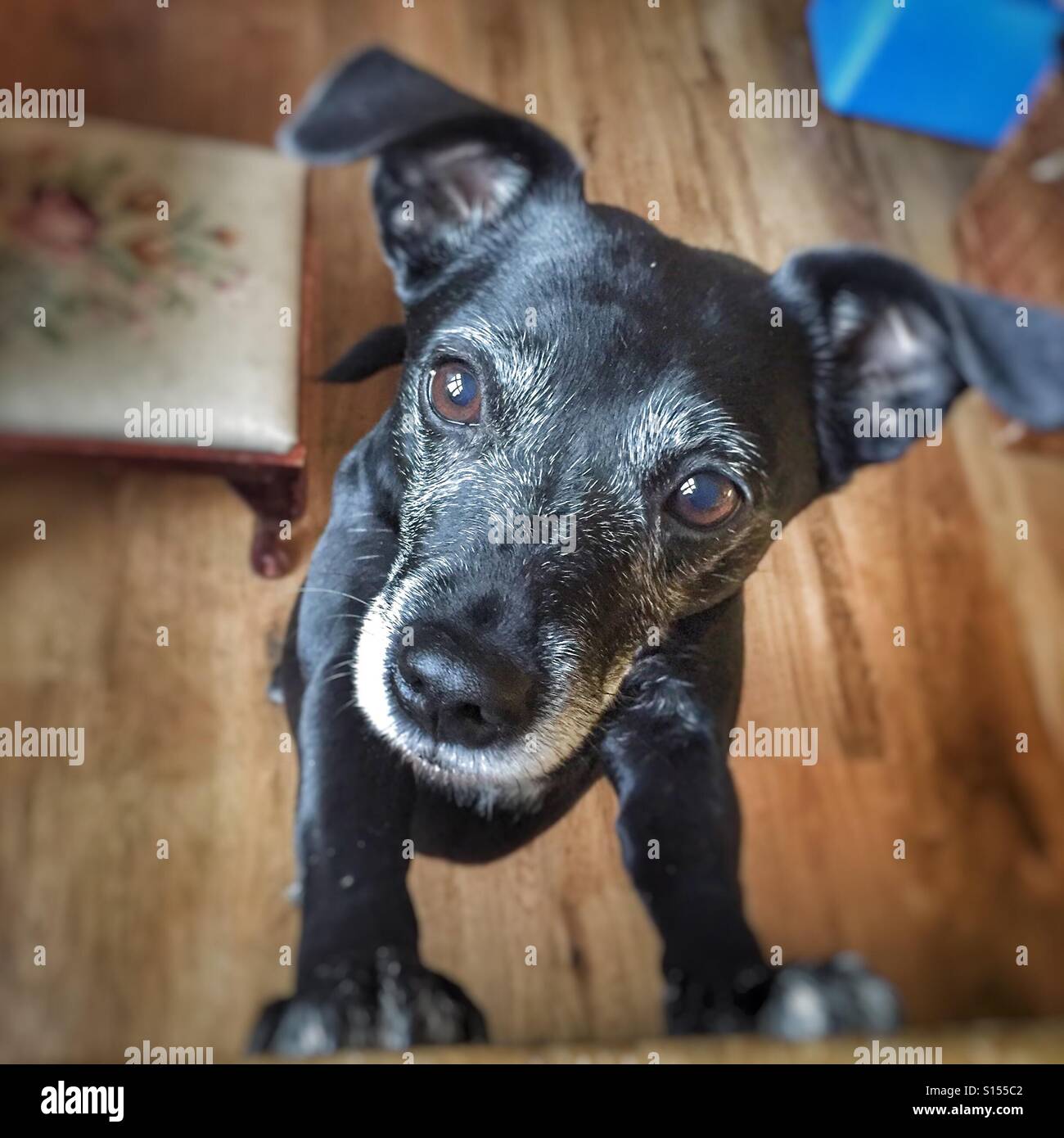 Patterdale terrier Stock Photo