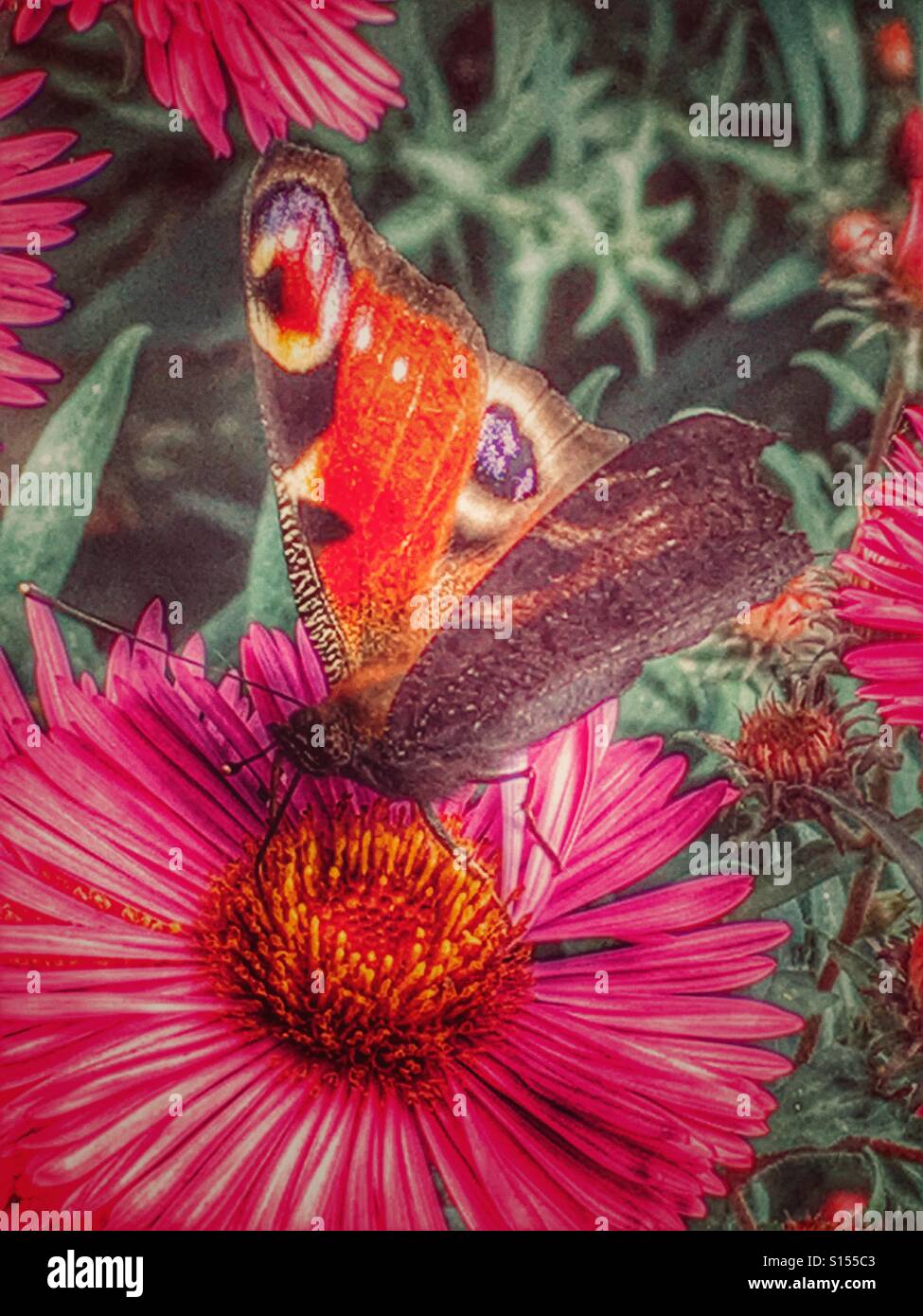 The European Peacock butterfly on a flower, showing both sides of its wings, one side dull and the other colourful. Stock Photo