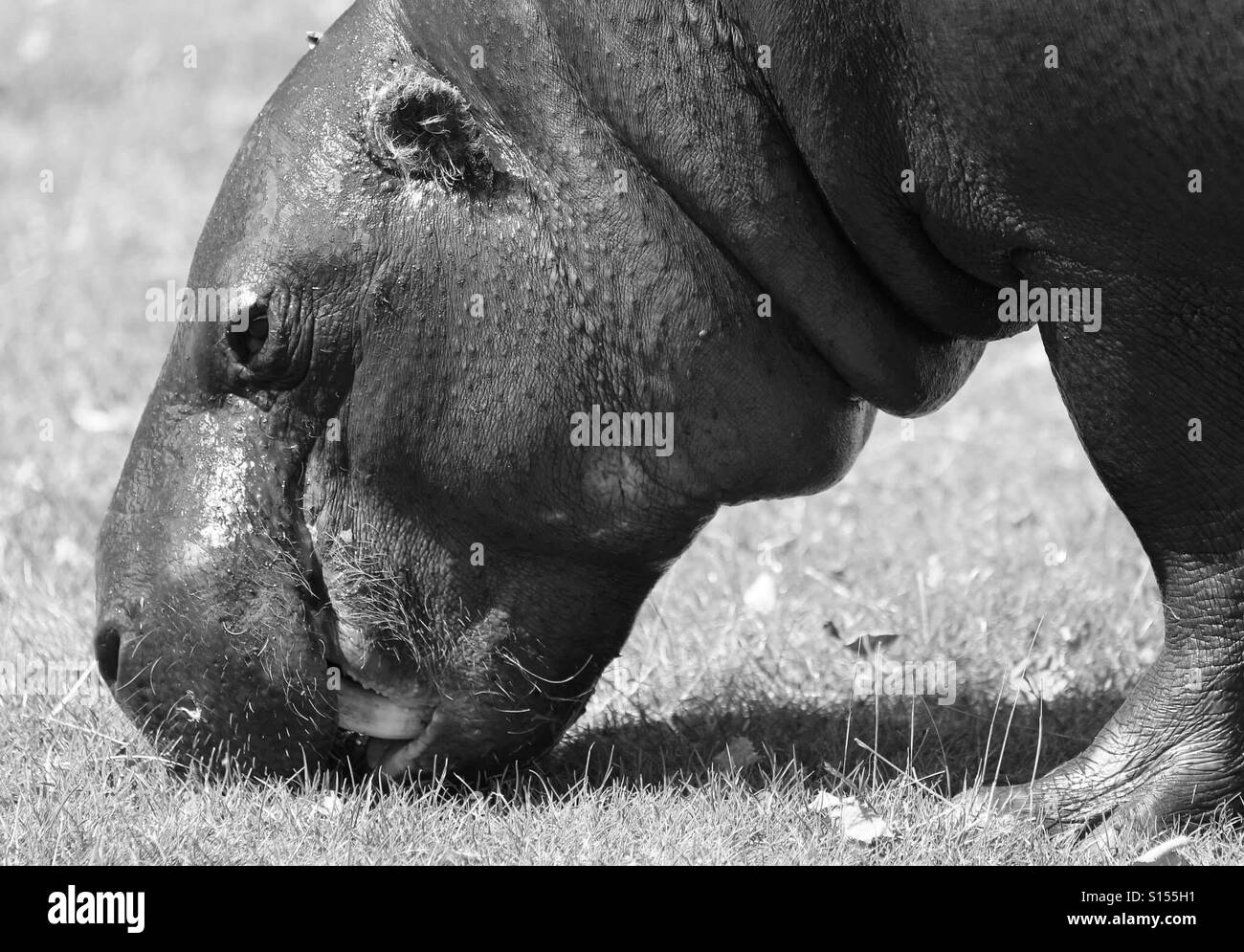 Hippo Grazing - Smartphone Captured Stock Image
