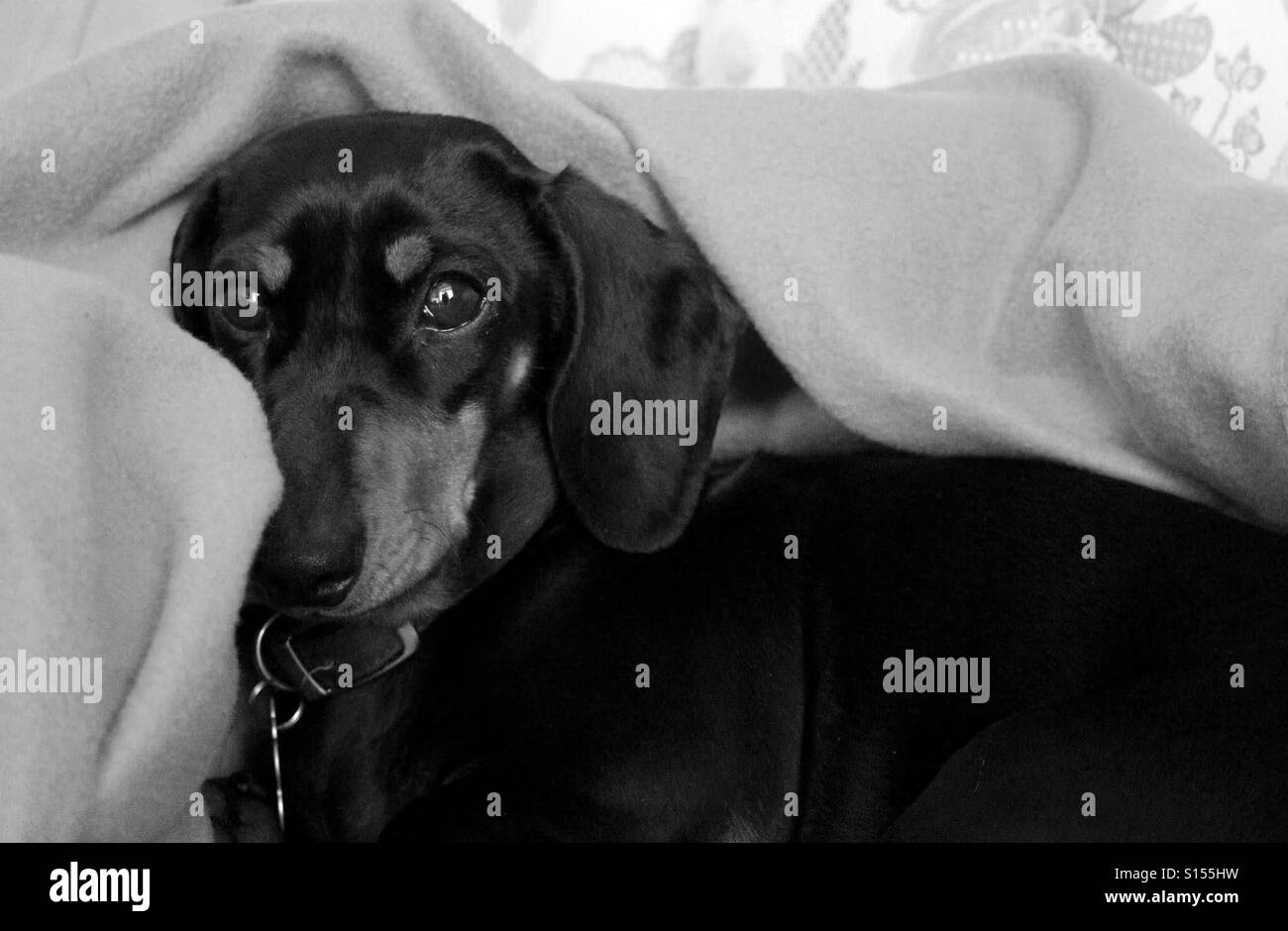 Cute Sausage Dog Puppy Stock Photo Alamy