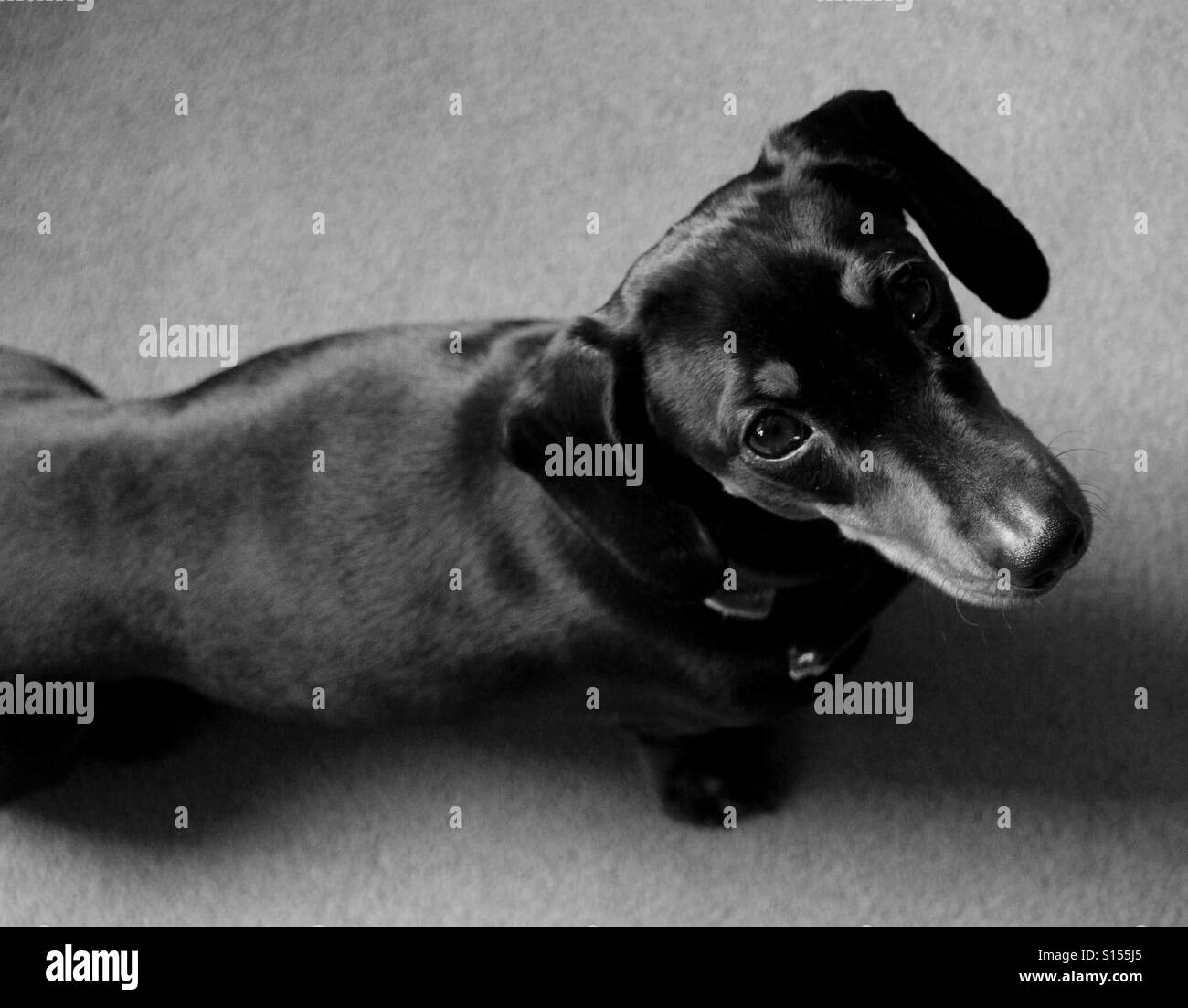 Cute Sausage Dog Puppy Stock Photo Alamy