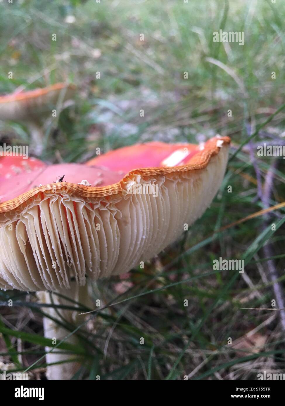 Red and white mushroom Stock Photo
