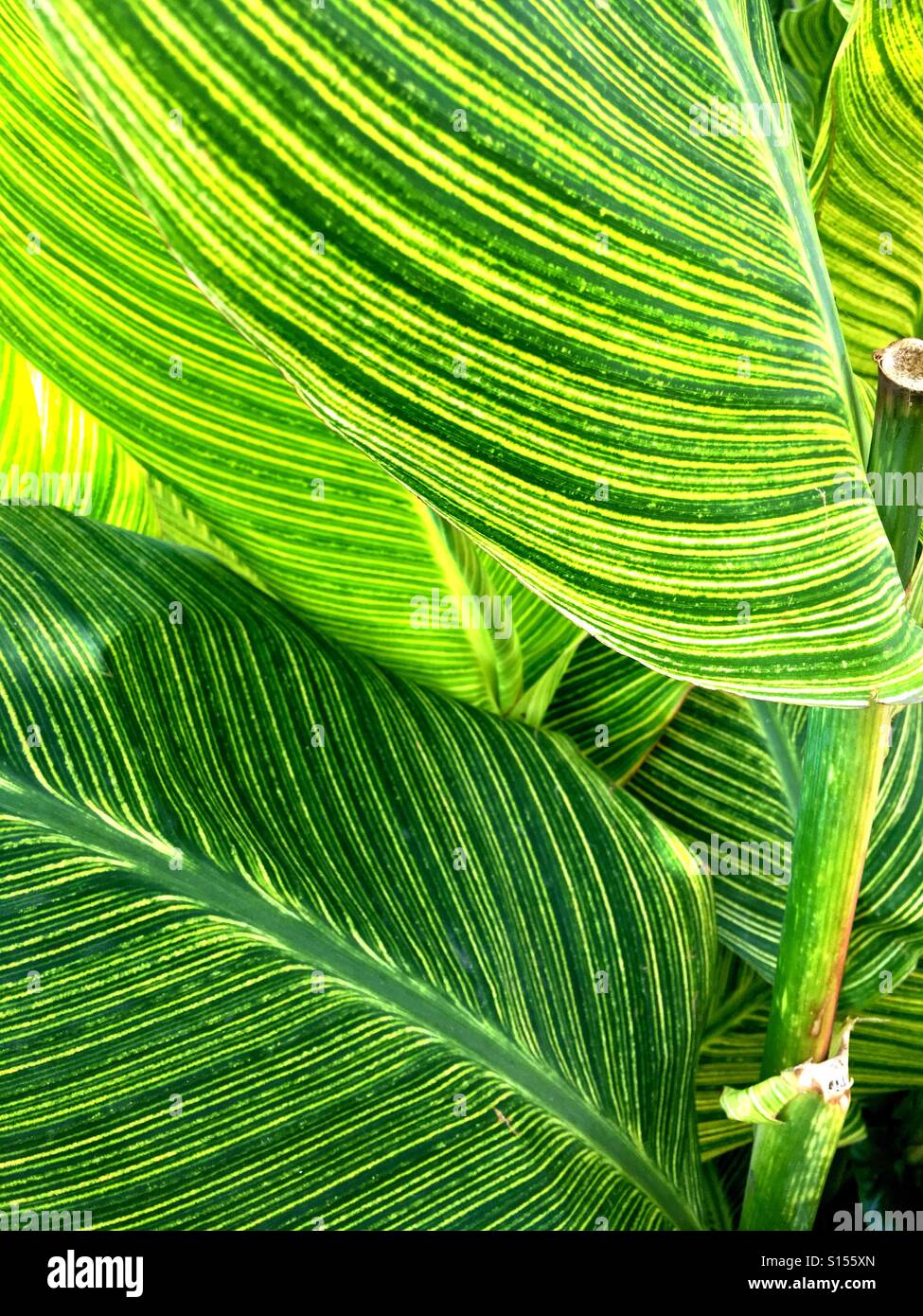 Green striped leaves hi-res stock photography and images - Alamy