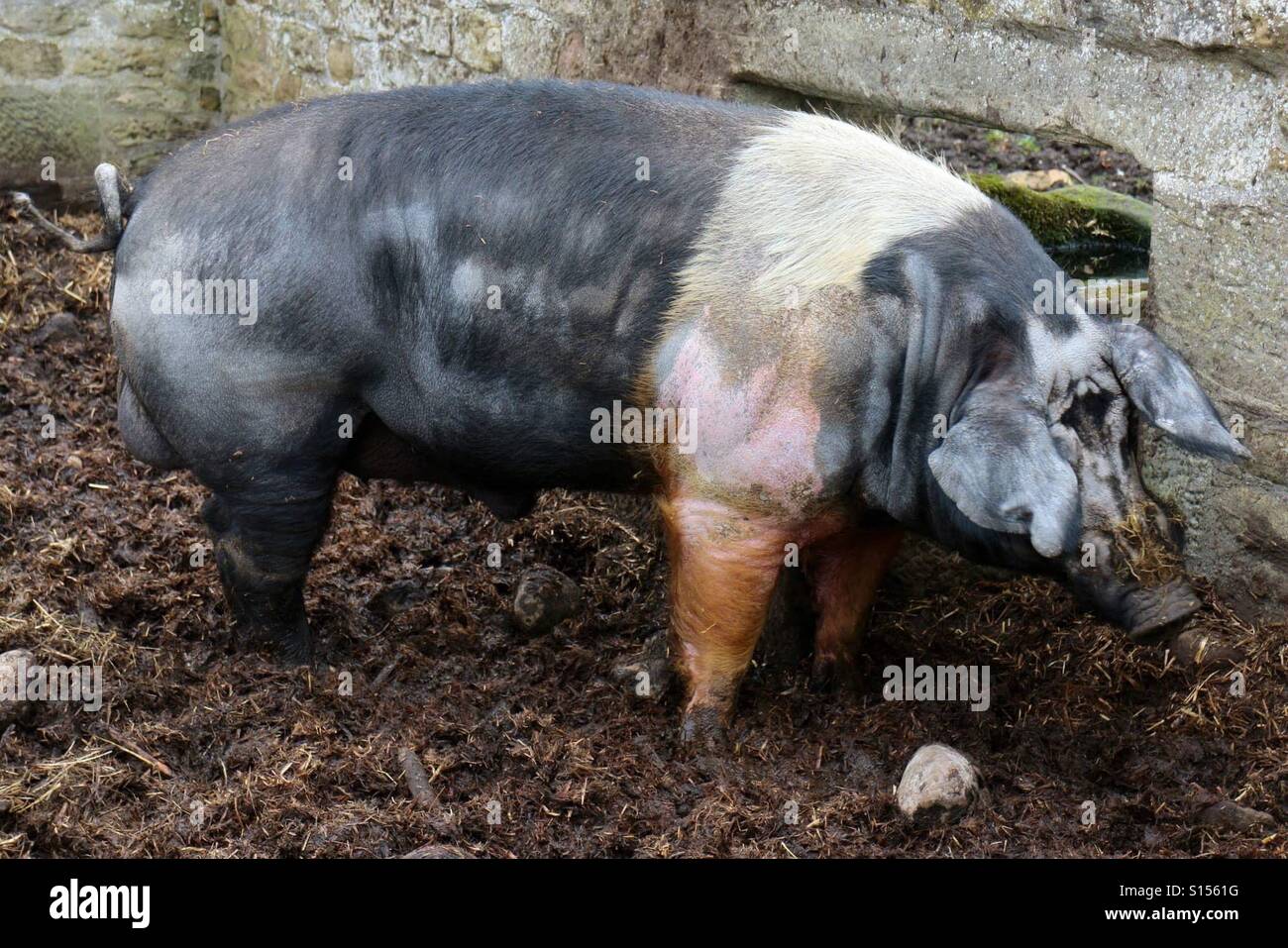 Pig In Sty Stock Photo
