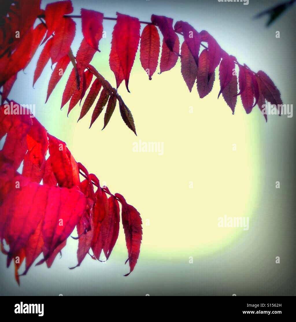 Red leaves of the Staghorn Sumac tree Stock Photo