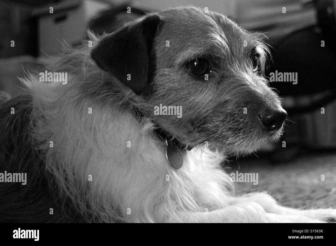 Jack Russell Stock Photo Alamy