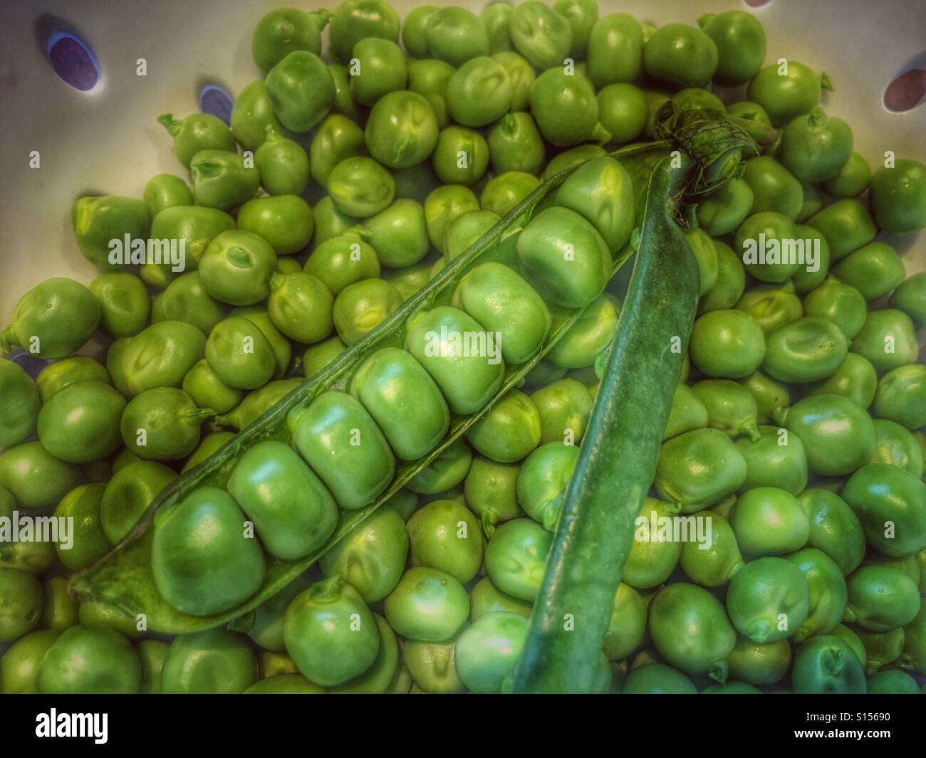 Peas in a pod, on top of shelled peas in a colander - Smartphone Captured Stock Image
