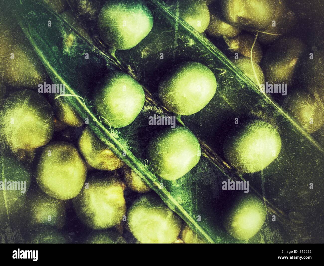 Peas in a pod on top of shelled peas - Smartphone Captured Stock Image