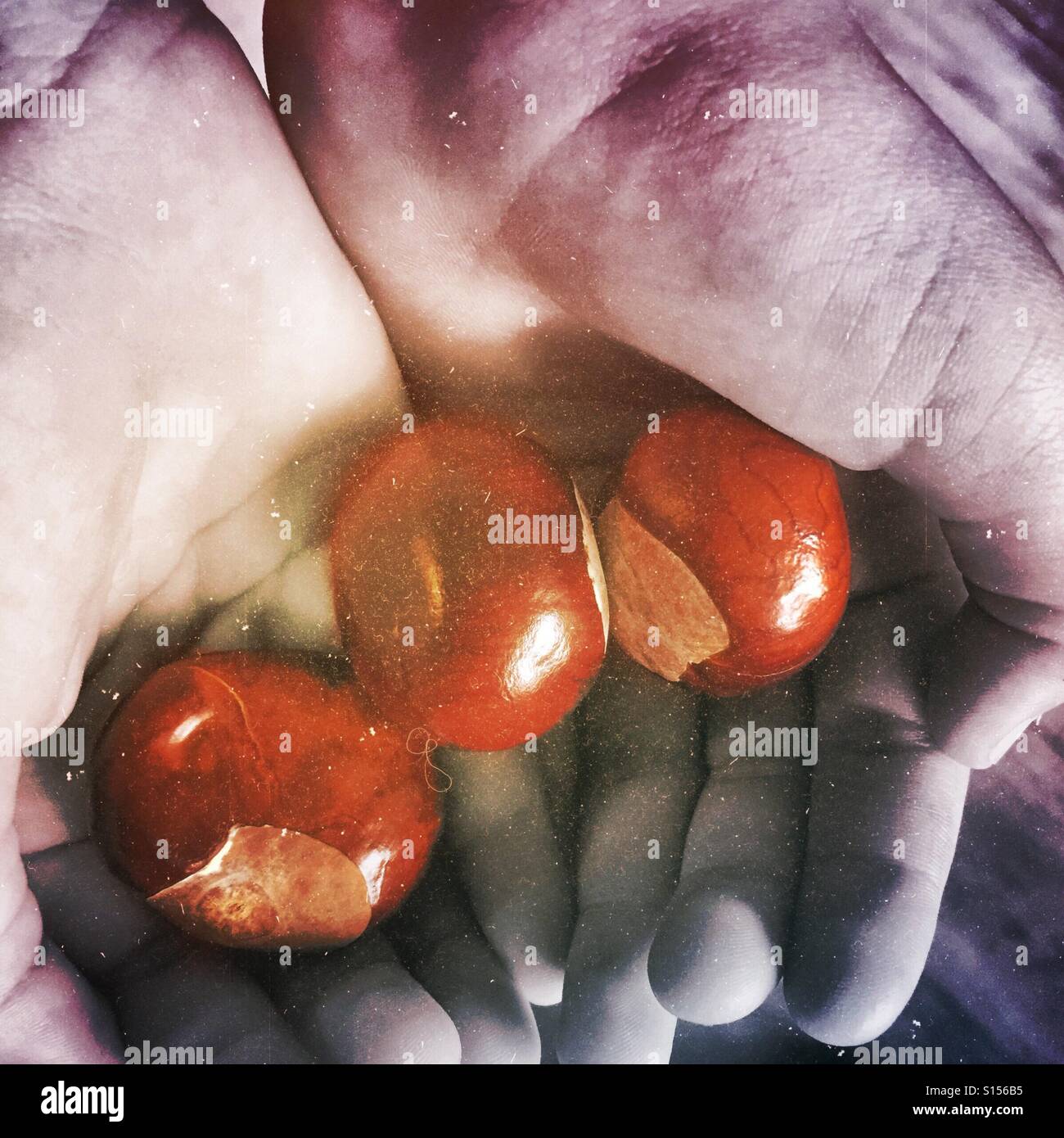 Hands holding chestnuts - Smartphone Captured Stock Image