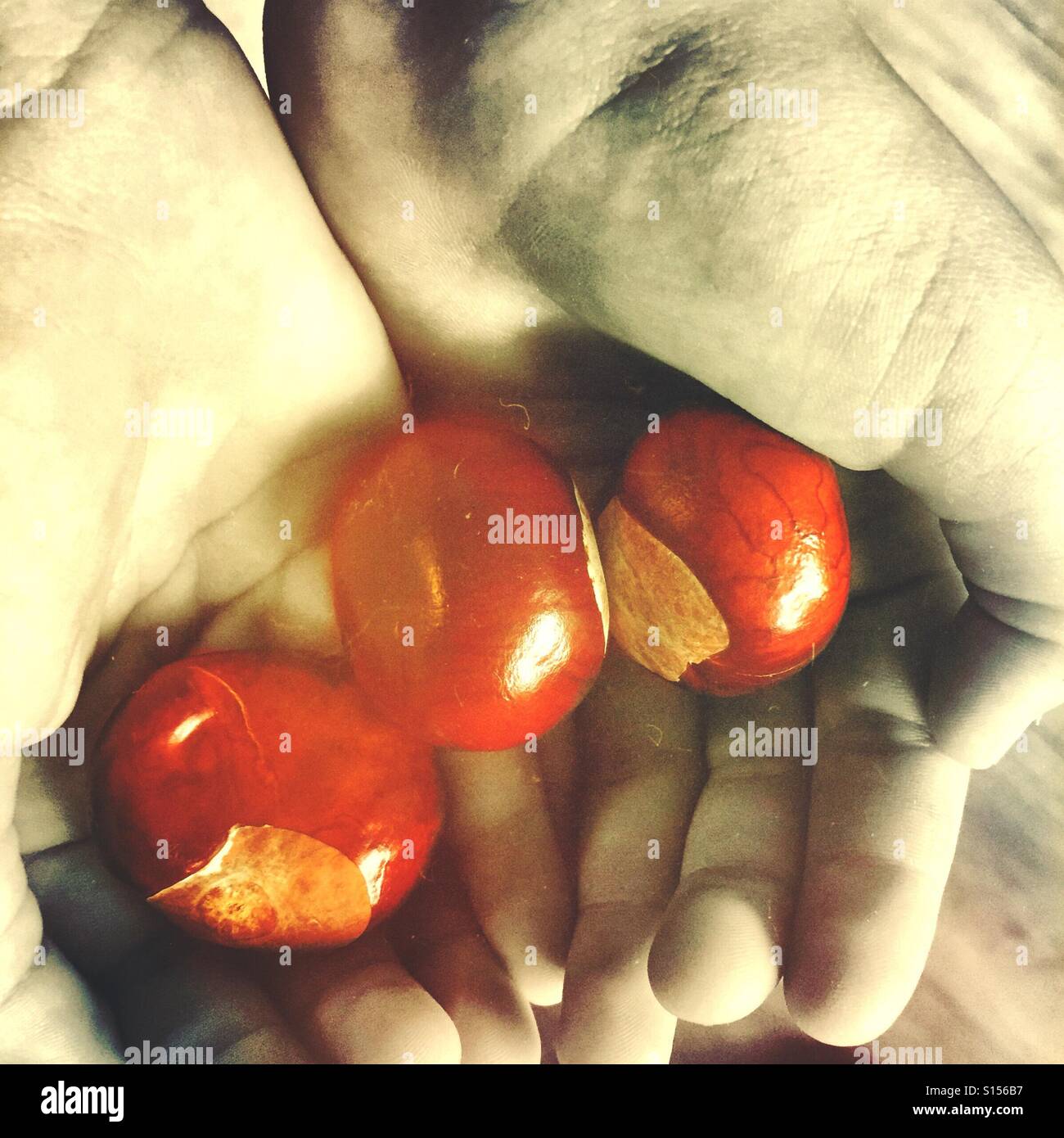 Hands holding chestnuts - Smartphone Captured Stock Image