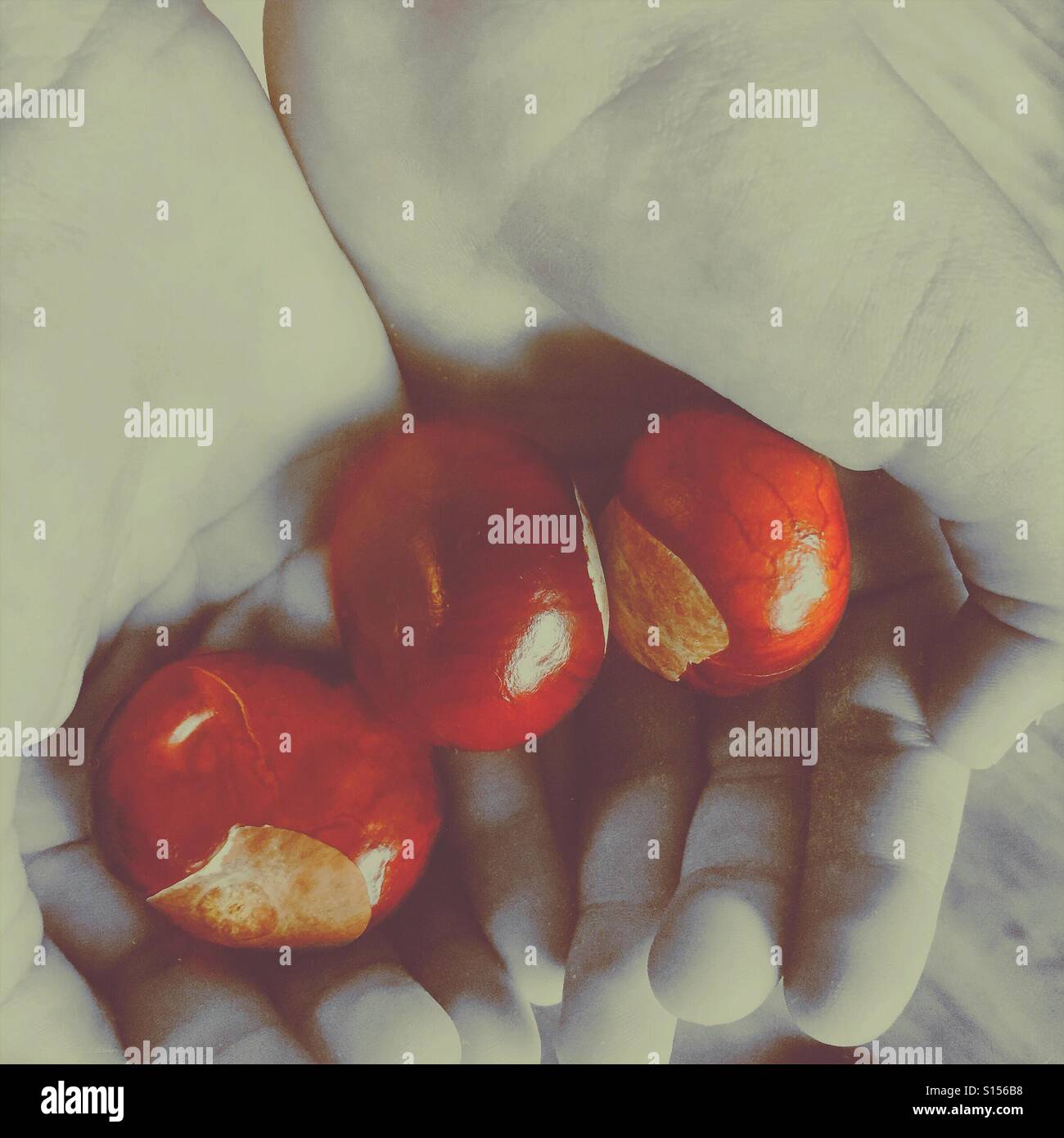 Hands holding chestnuts - Smartphone Captured Stock Image