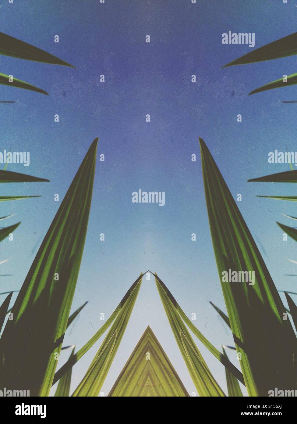 Symmetrical image of leaves - Smartphone Captured Stock Image