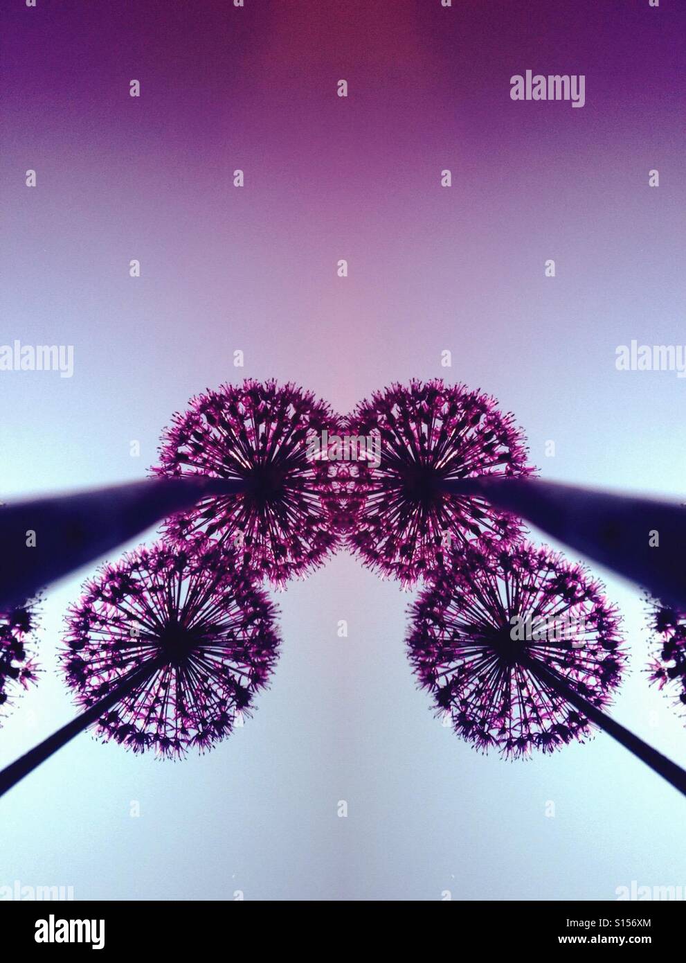 Symmetrical image of allium flowers Stock Photo