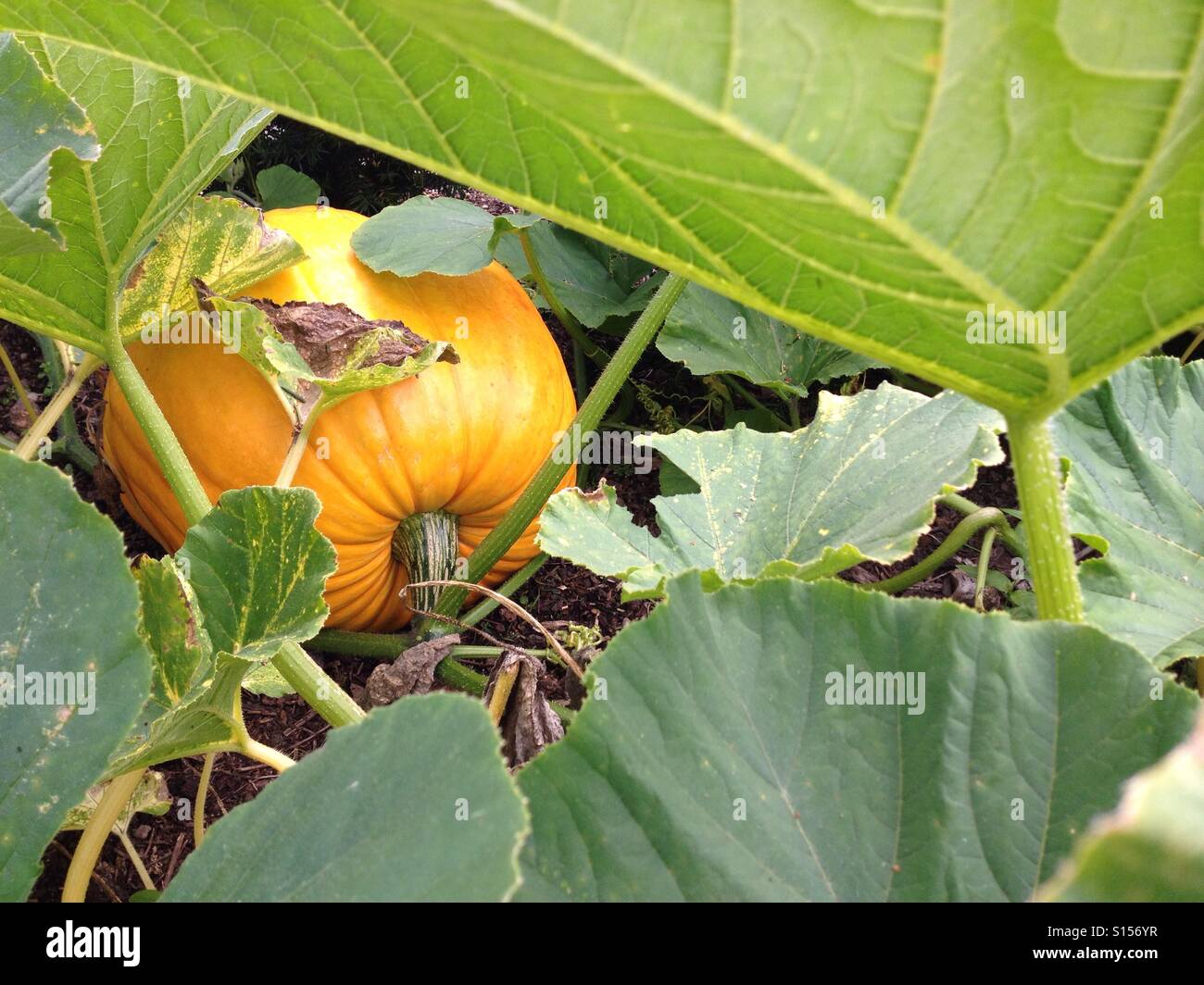 Pumpkin - Smartphone Captured Stock Image