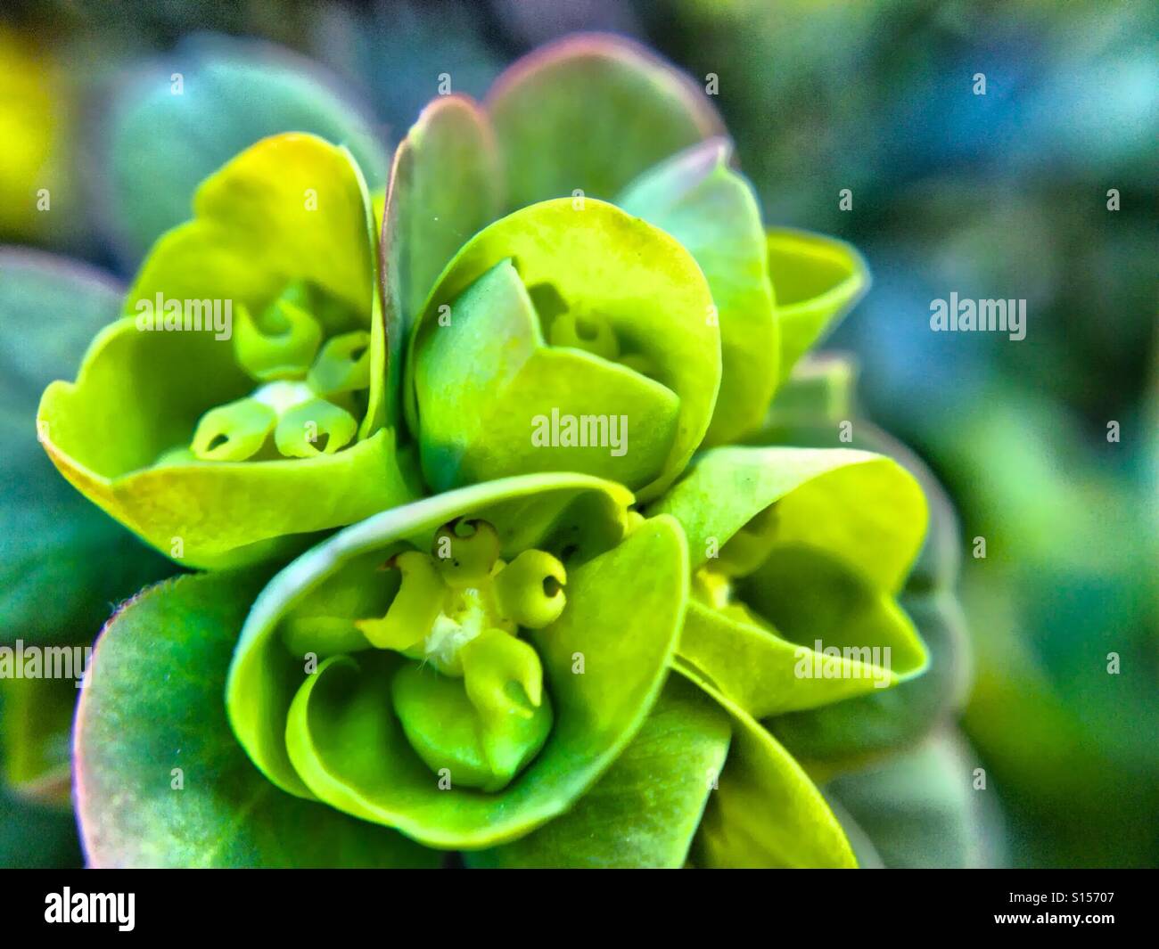 Spurge plant - Smartphone Captured Stock Image