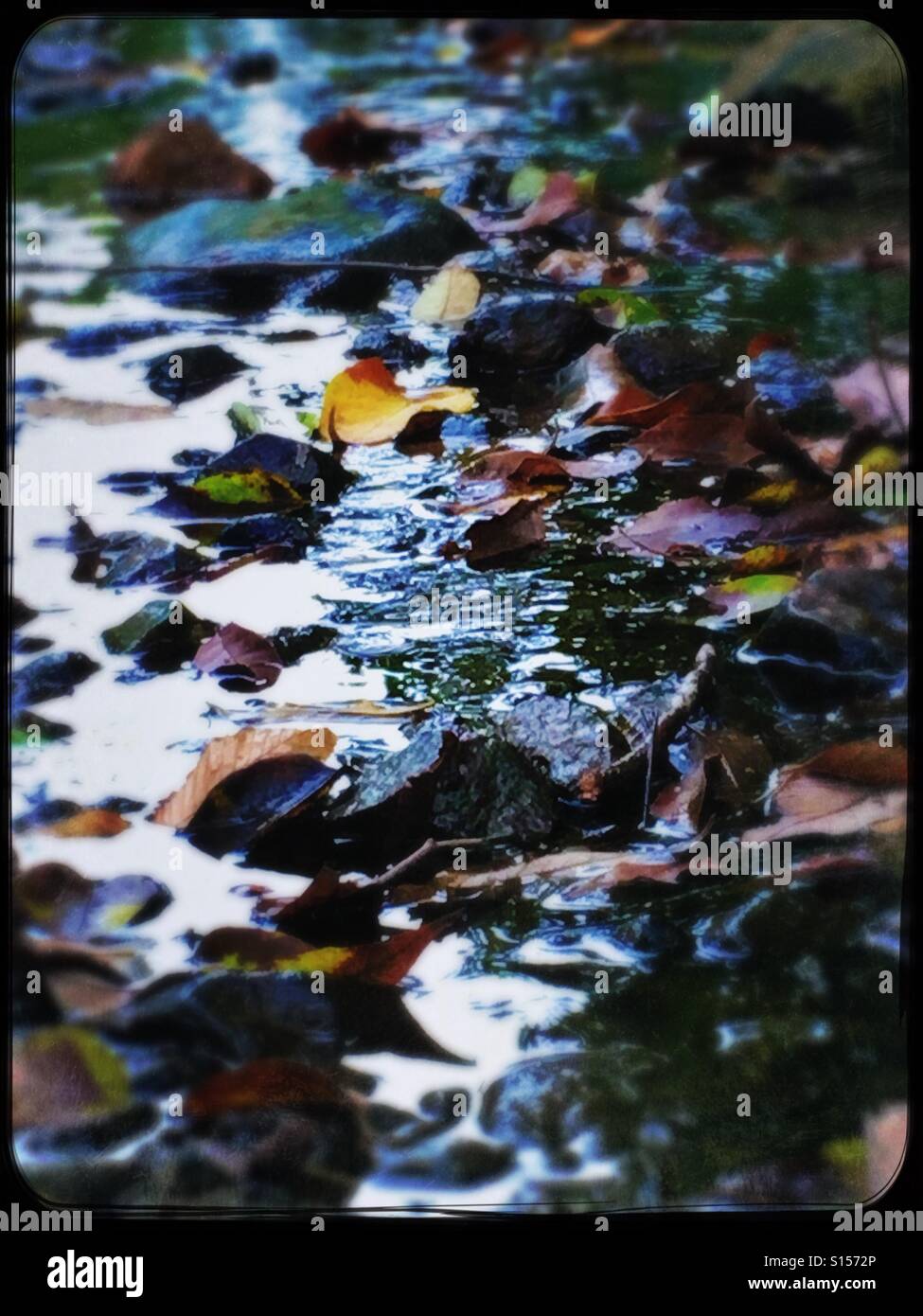 Autumn leaves and rocks in stream - Smartphone Captured Stock Image