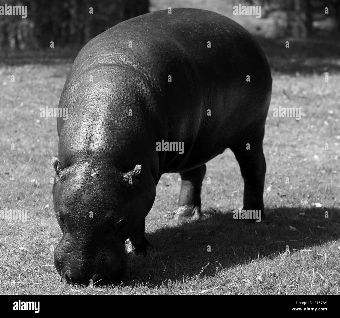 Hippo In The Sun - Smartphone Captured Stock Image
