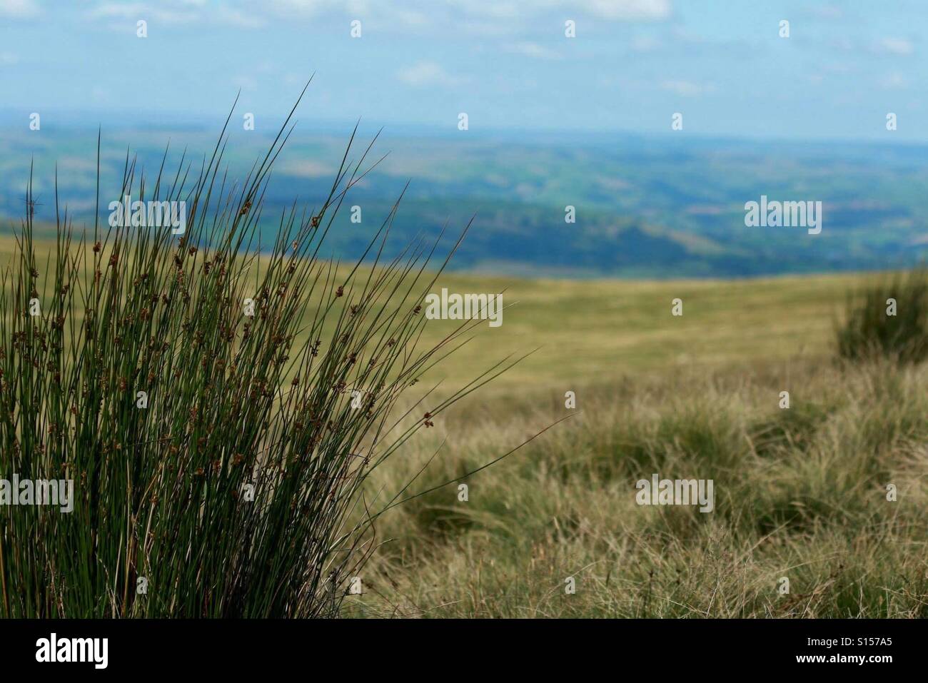 Country View - Smartphone Captured Stock Image