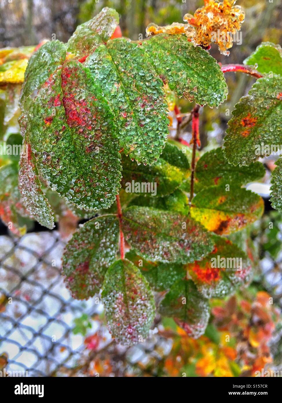 Back yard photography. Ice covered Mountain Ash leaf - Smartphone Captured Stock Image