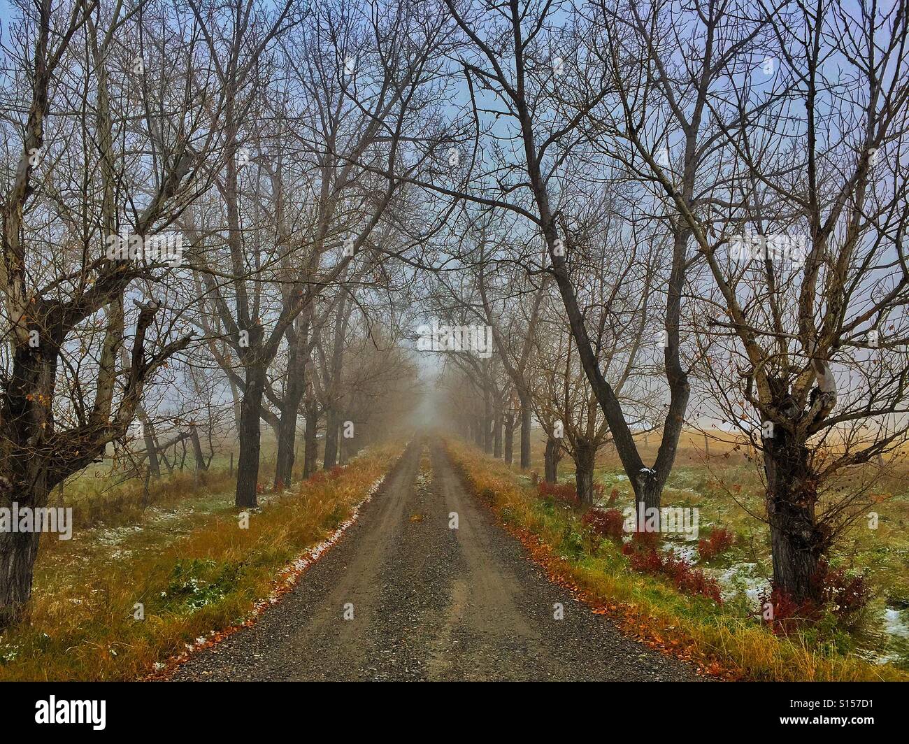 Tree lined country lane on a foggy day Stock Photo - Alamy