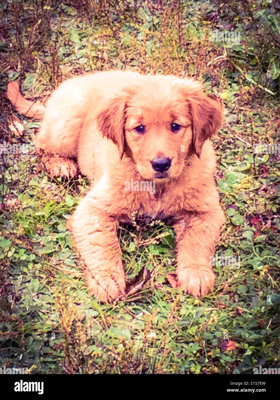 A golden retriever puppy lying in the grass Stock Photo - Alamy