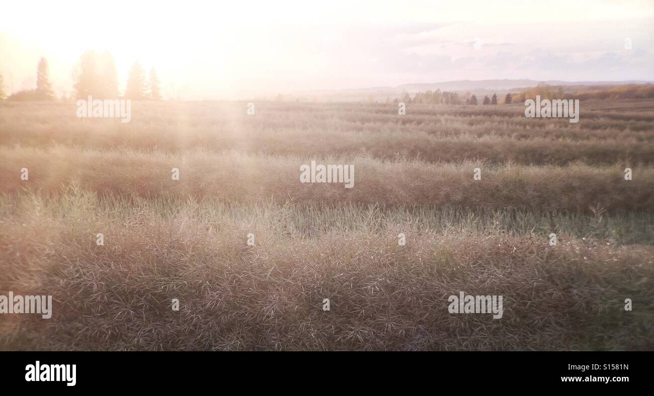 The autumn sun sets over the last of a canola field in Alberta, Canada. - Smartphone Captured Stock Image