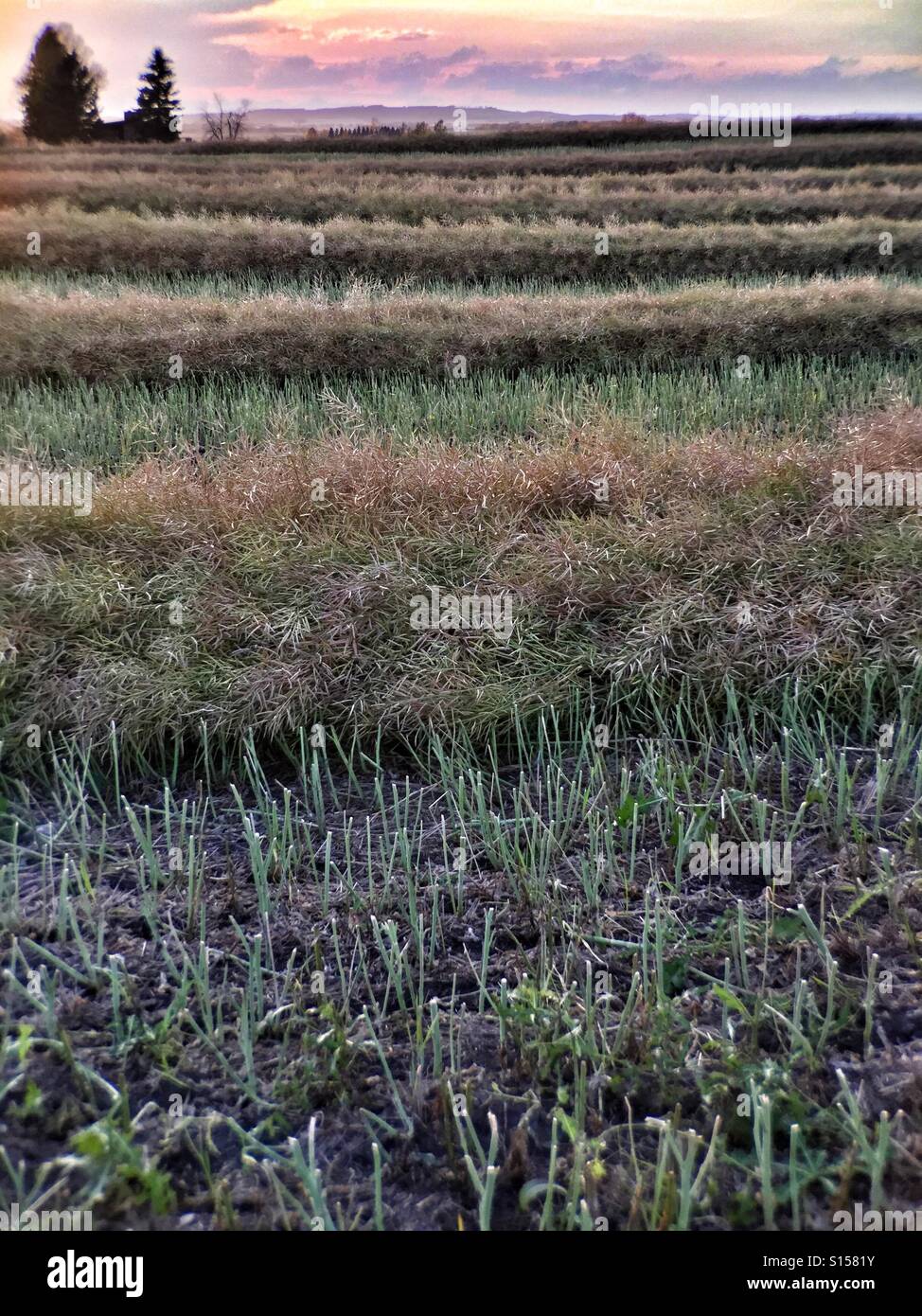 The autumn sun sets over the last of a canola field in Alberta, Canada. - Smartphone Captured Stock Image