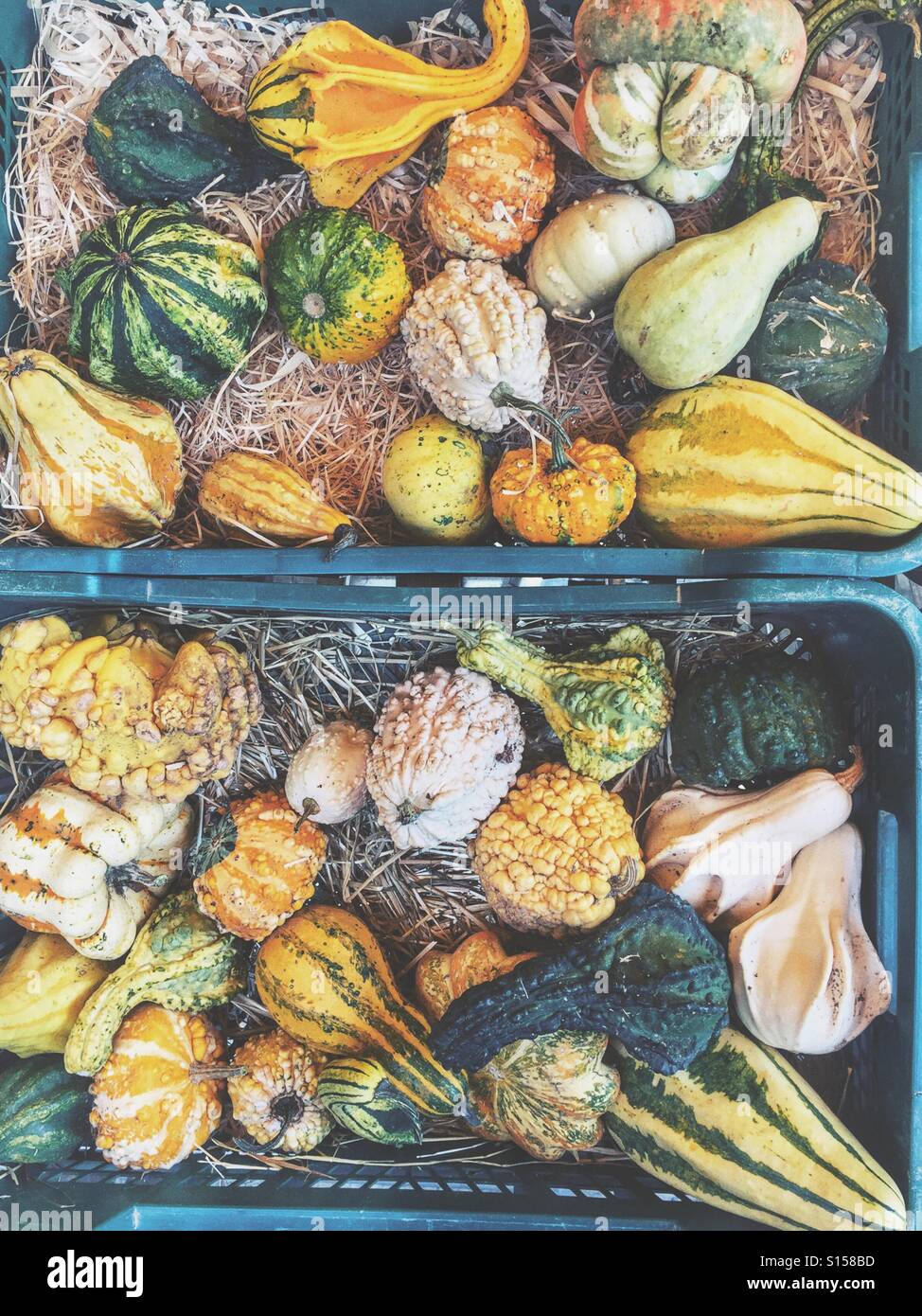 Pumpkins and squashes Stock Photo - Alamy