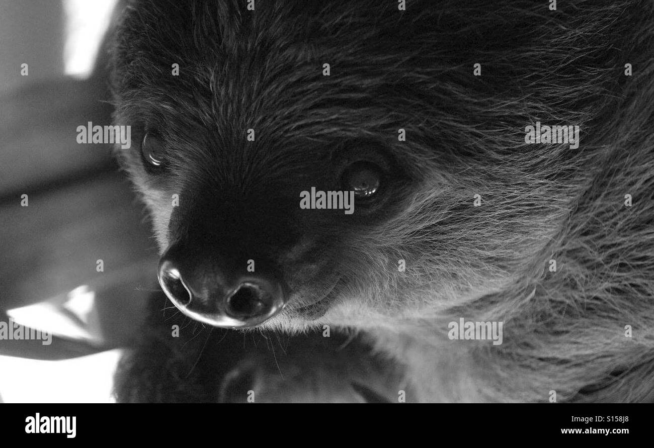 Cute Sloth - Smartphone Captured Stock Image