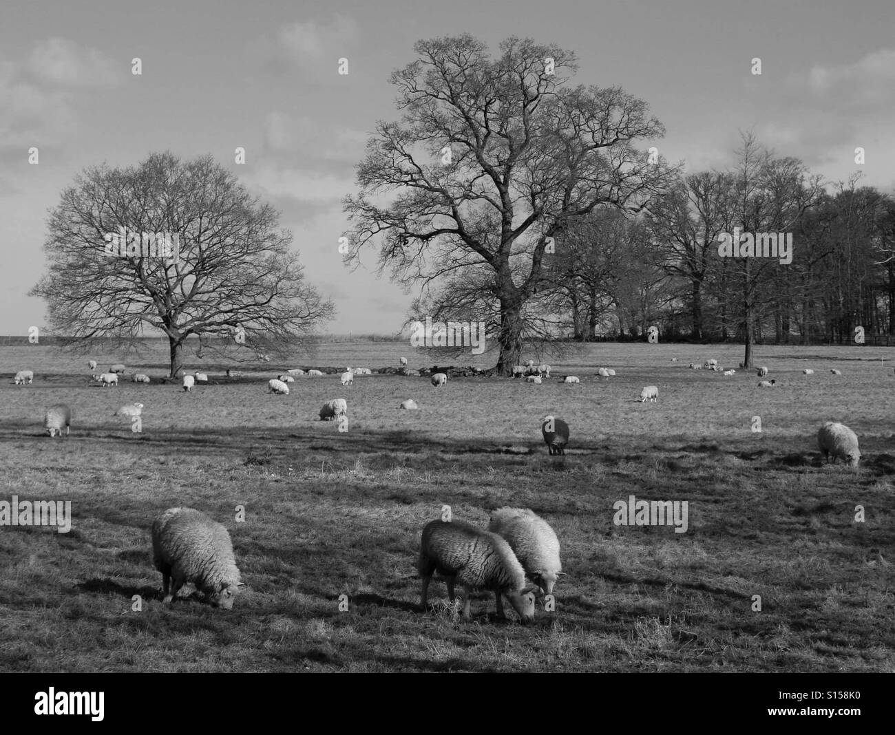 Sheep Grazing in Field - Smartphone Captured Stock Image
