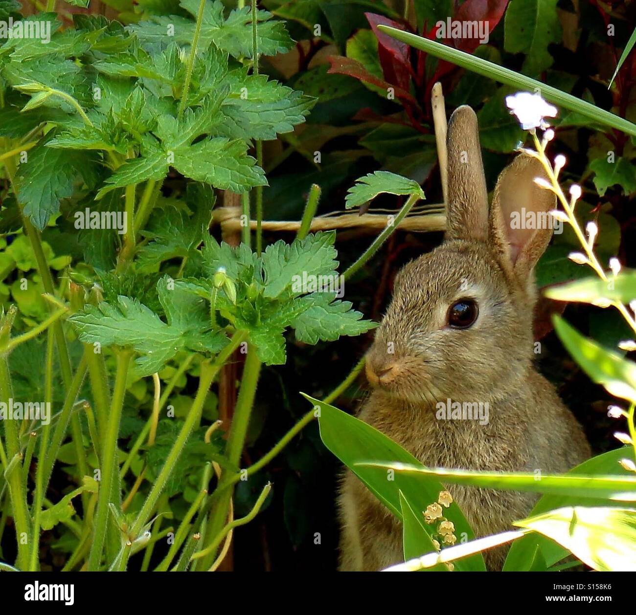Bunny Rabbit Hiding in the Garden - Smartphone Captured Stock Image