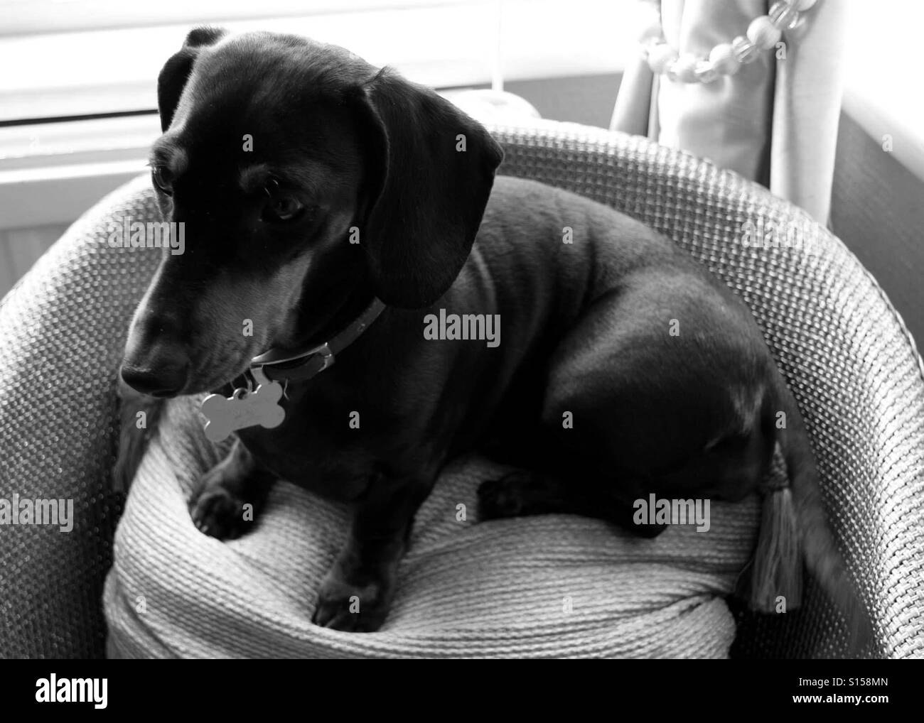 Sausage Dog on her Throne - Smartphone Captured Stock Image