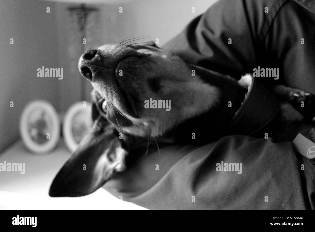 Funny Sausage Dog Stock Photo - Alamy