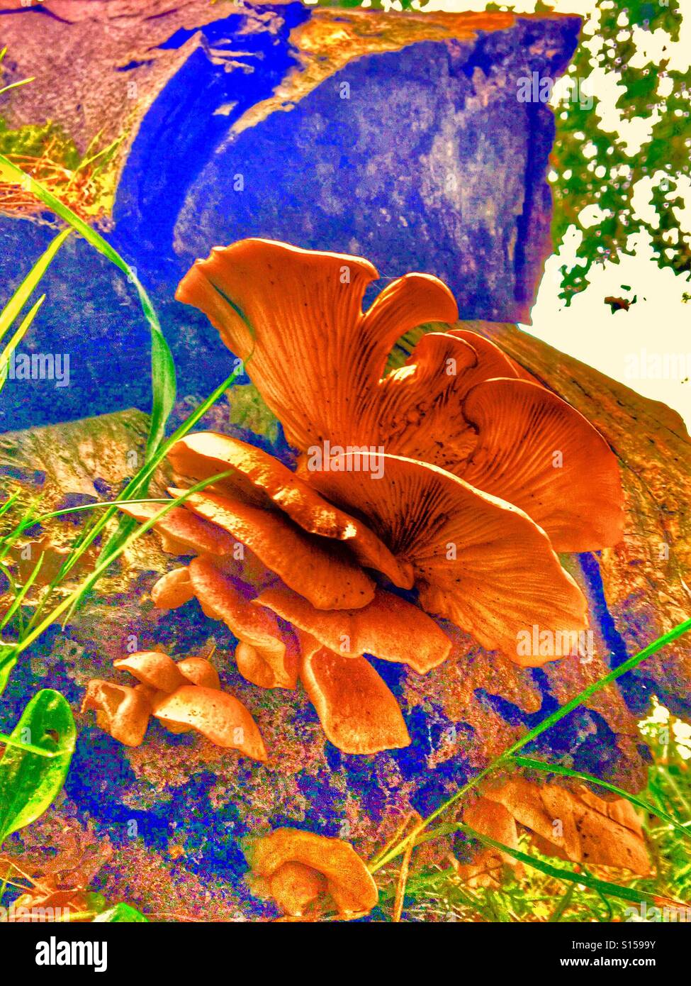 Patterns in Nature - Bract fungus on a dead tree trunk - Smartphone Captured Stock Image