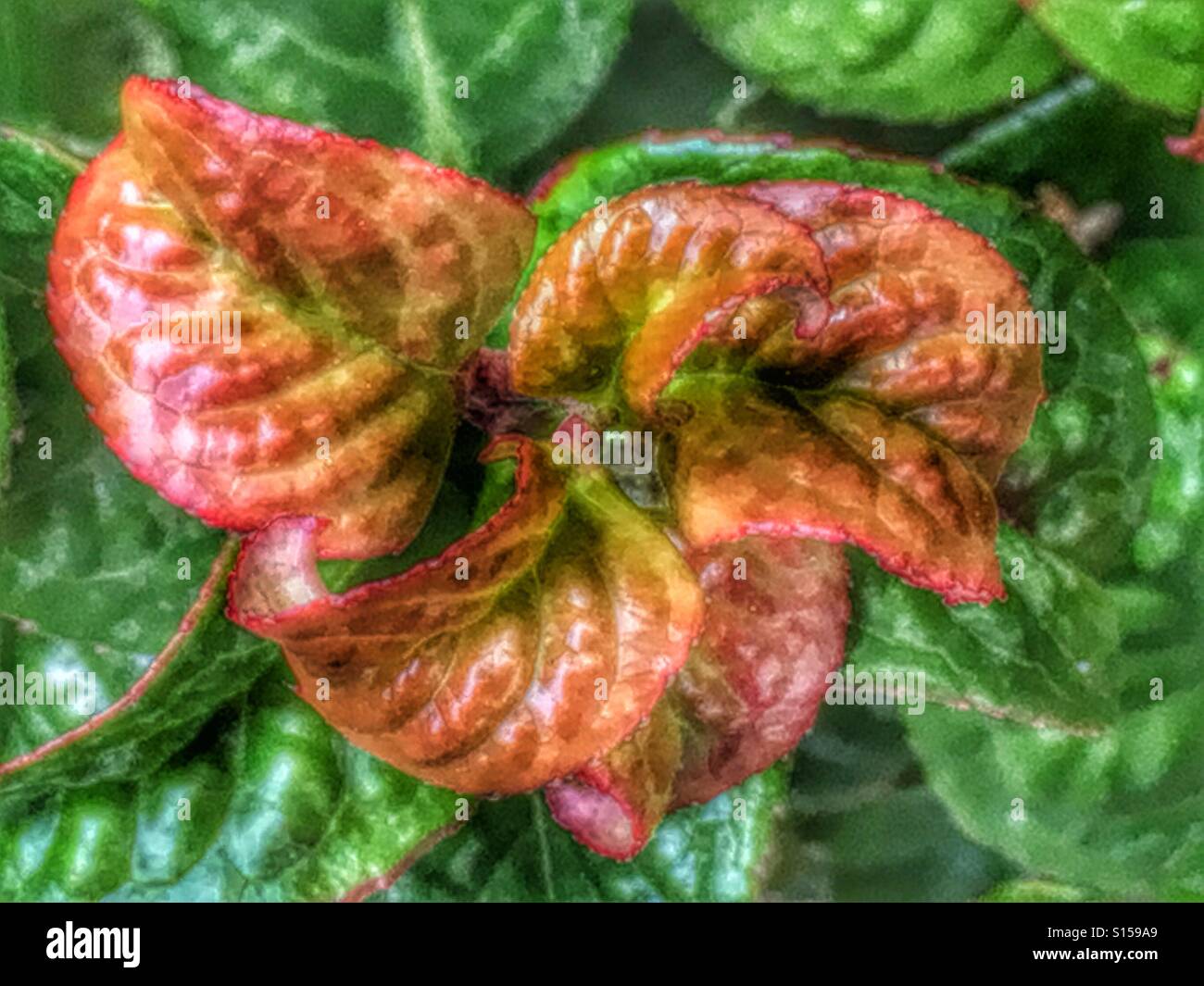 Leucothoe axillaris 'Curly Red', evergreen shrub with curled glossy foliage. Stock Photo